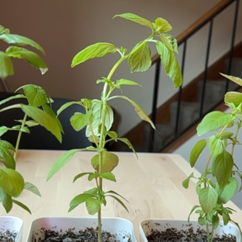 Photo of the plant species Lime Basil by @SoulfulCatbrier named Lime Basil on Greg, the plant care app