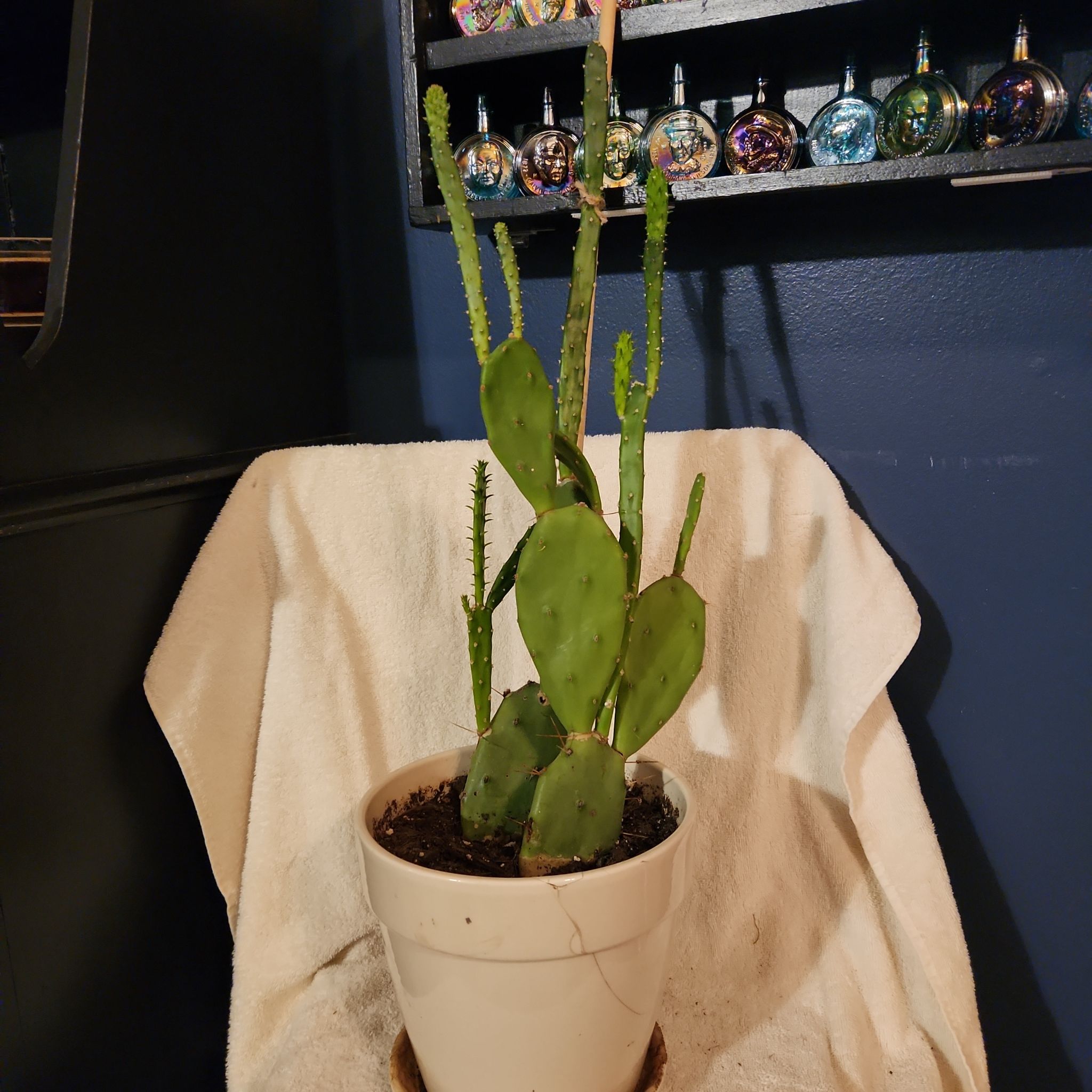 Photo of the plant species Opuntia 'Goblin' by @FreeFraserfir named Griphook 🪙💰🪙 on Greg, the plant care app