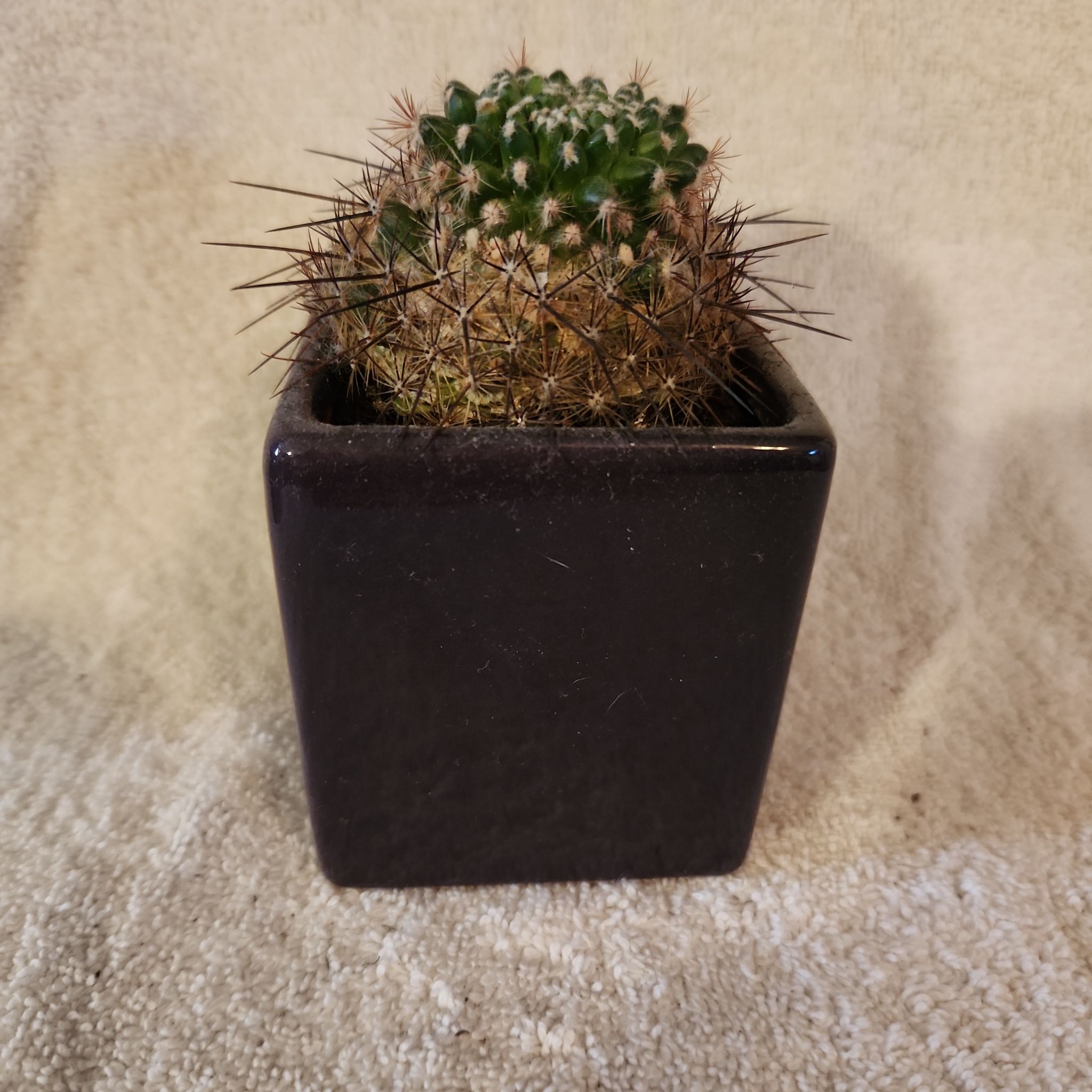 Photo of the plant species Mammillaria 'Ginsa Maru' by @FreeFraserfir named Dorothy 🧑🏻‍🦳 on Greg, the plant care app