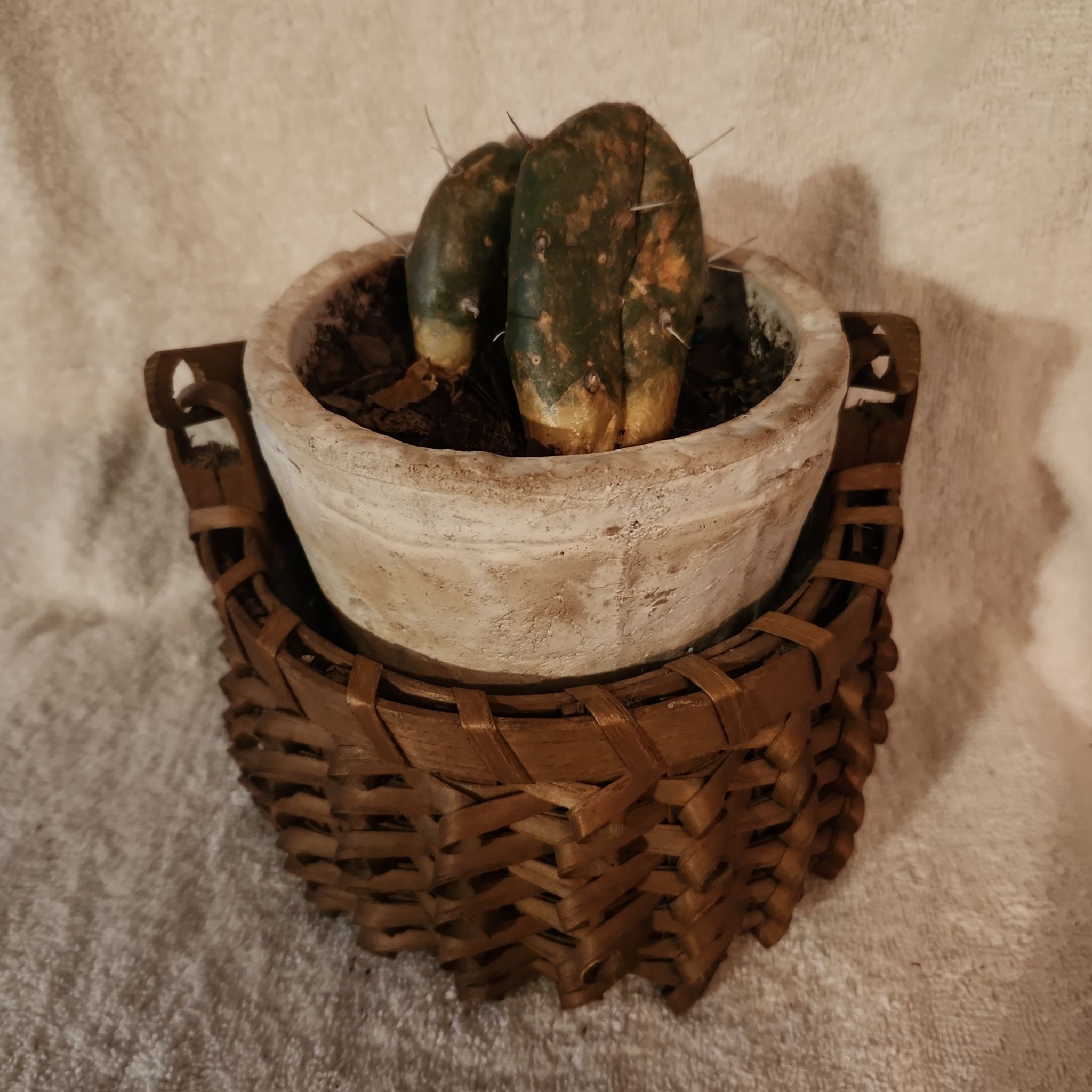 Photo of the plant species Opuntia 'Fat Fingers' by @FreeFraserfir named The Fat Friar 👻💛🦡 on Greg, the plant care app