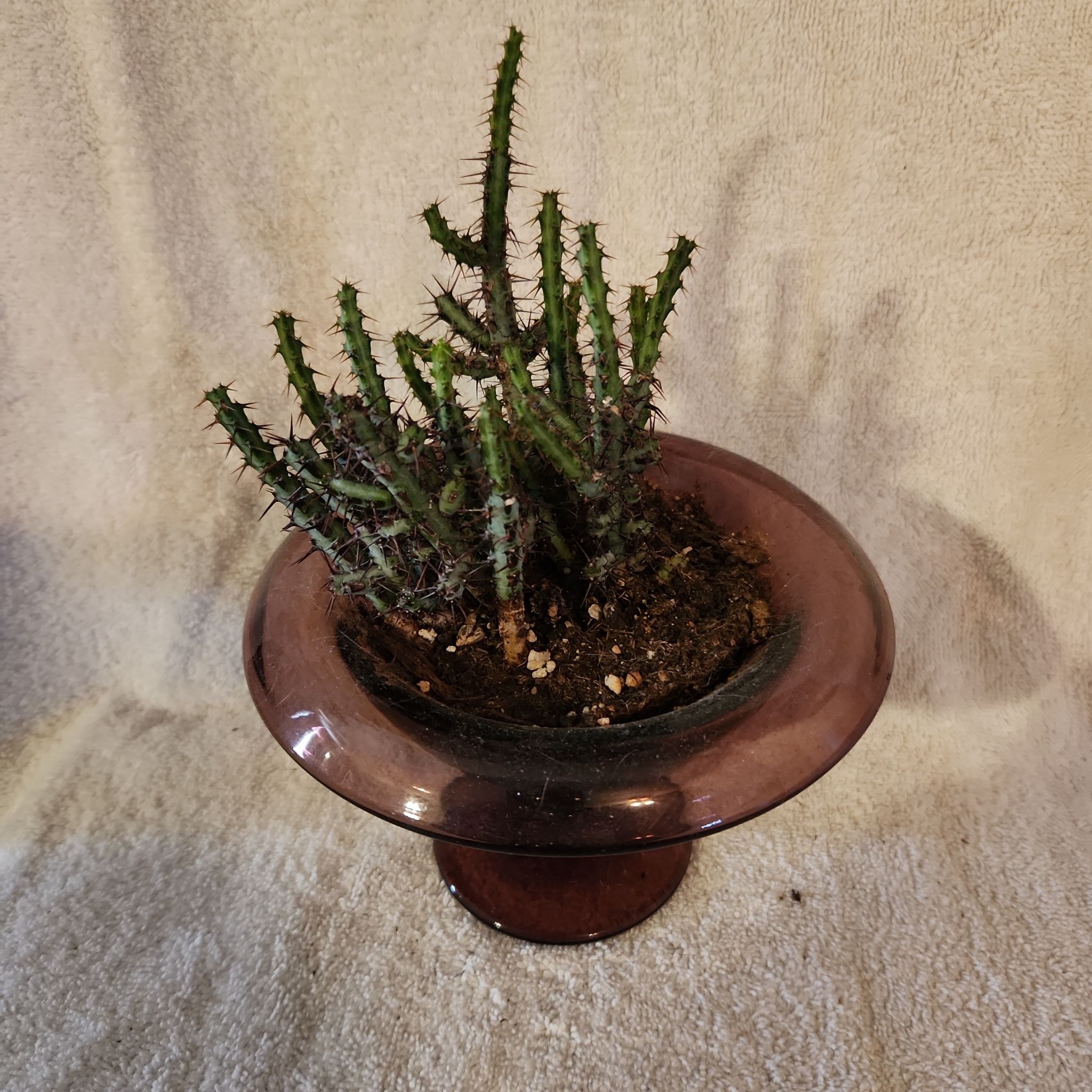Photo of the plant species Pincushion Euphorbia by @FreeFraserfir named The Bloody Baron 🩸👻💚🐍 on Greg, the plant care app