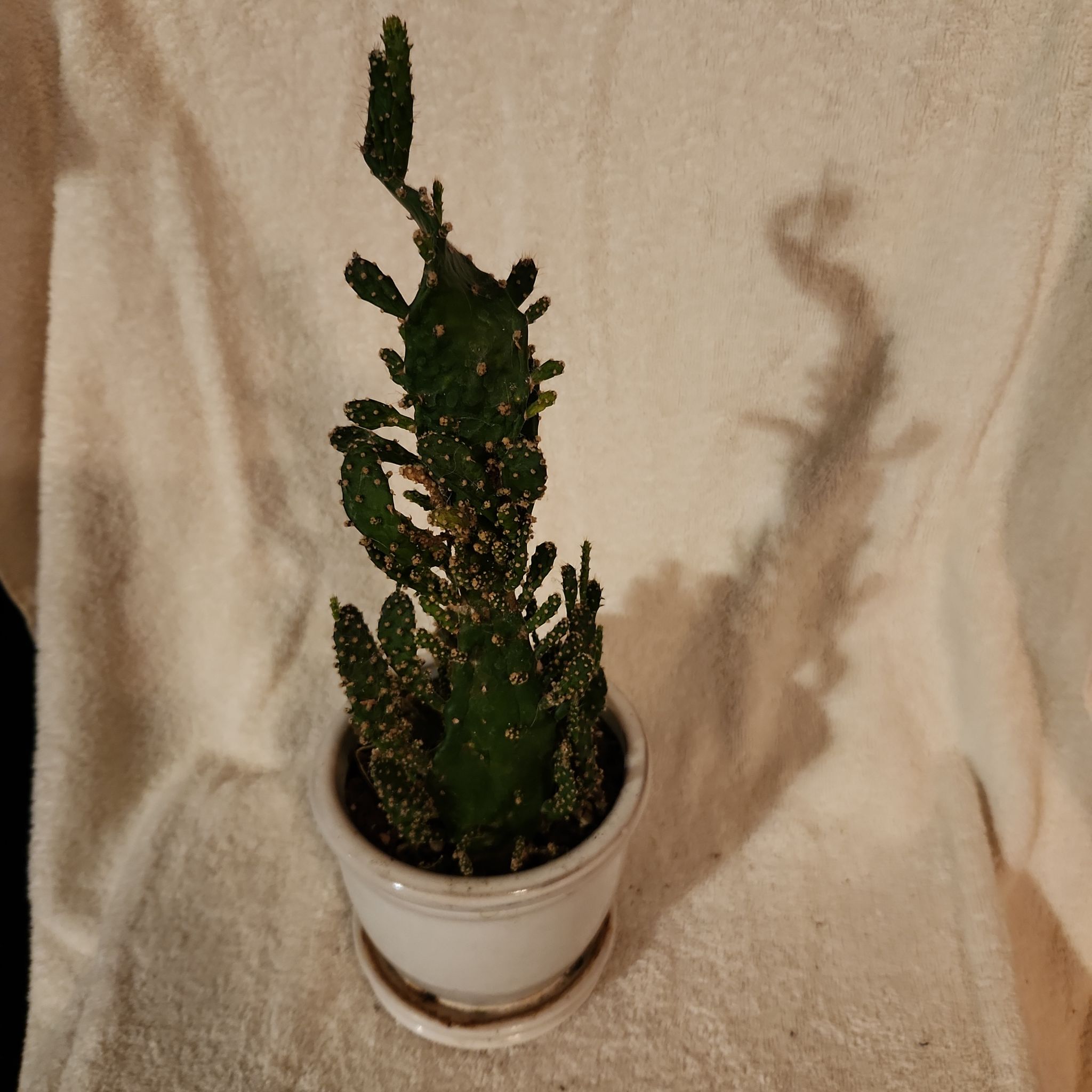 Photo of the plant species Joseph's Coat by @FreeFraserfir named Goose 👨‍✈️🪿 on Greg, the plant care app