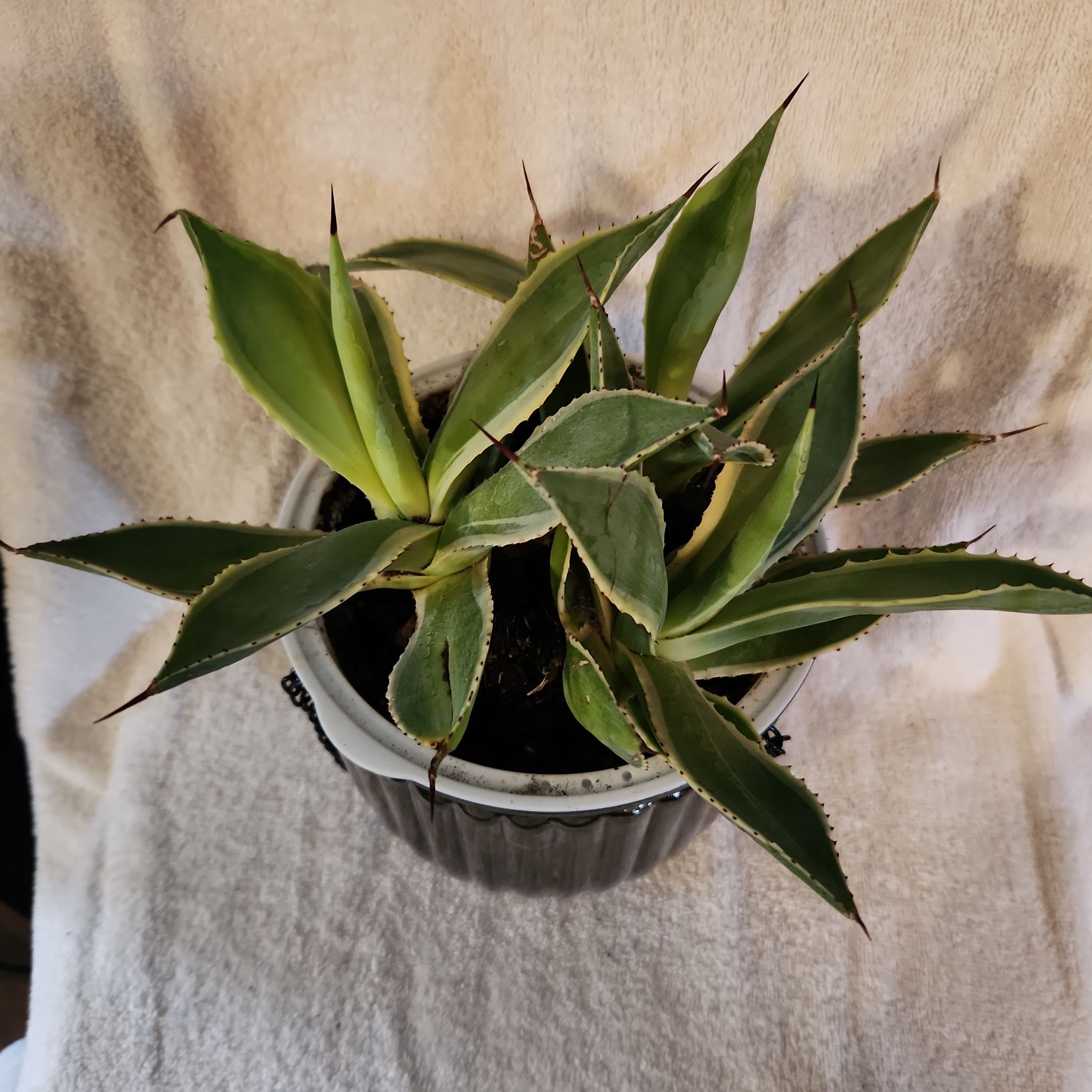 Photo of the plant species Agave Celsii by @FreeFraserfir named Minerva 🧙‍♀️❤️🪄🦁 on Greg, the plant care app