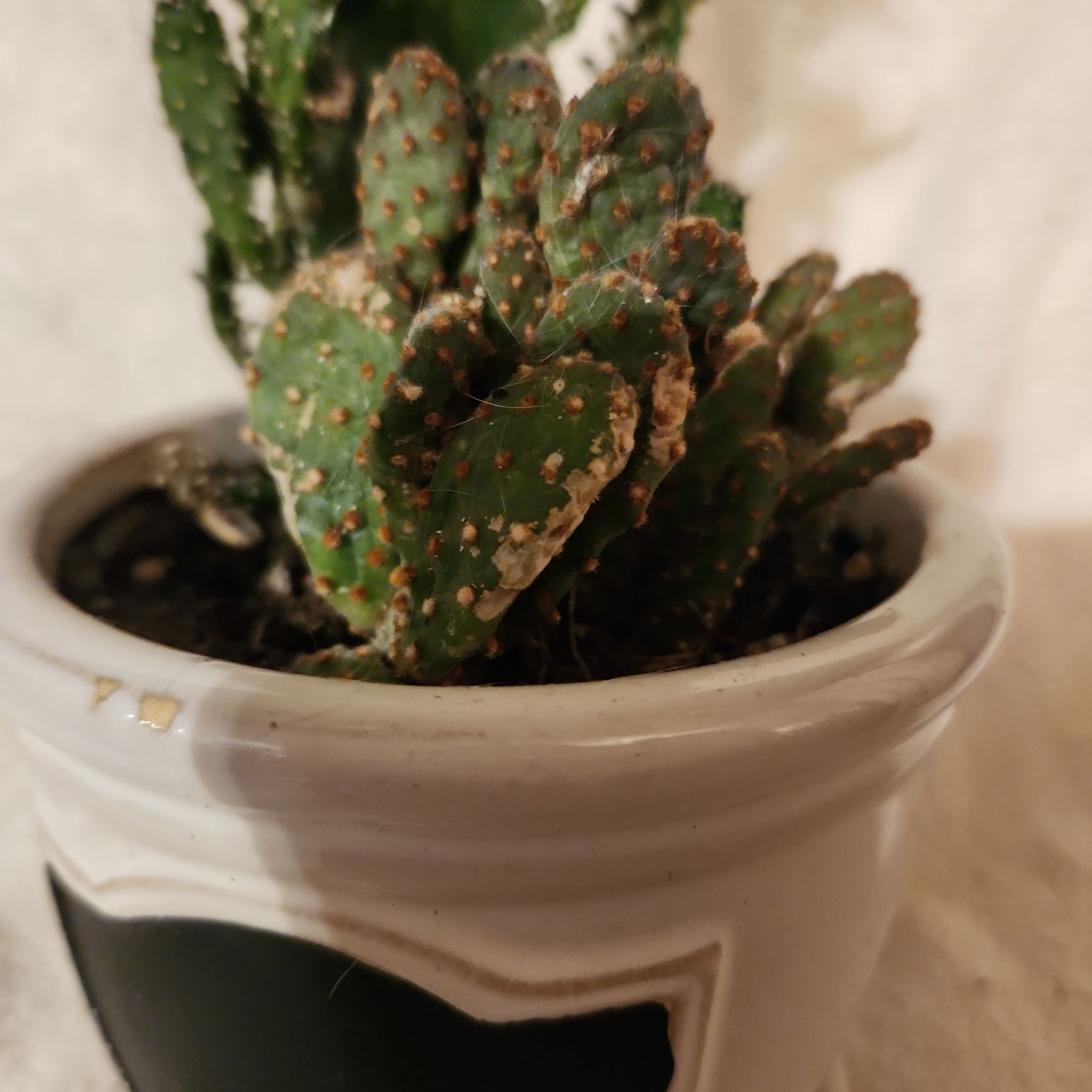 Photo of the plant species Cinnamon Bunny Ears by @FreeFraserfir named Spicey 🫚 on Greg, the plant care app