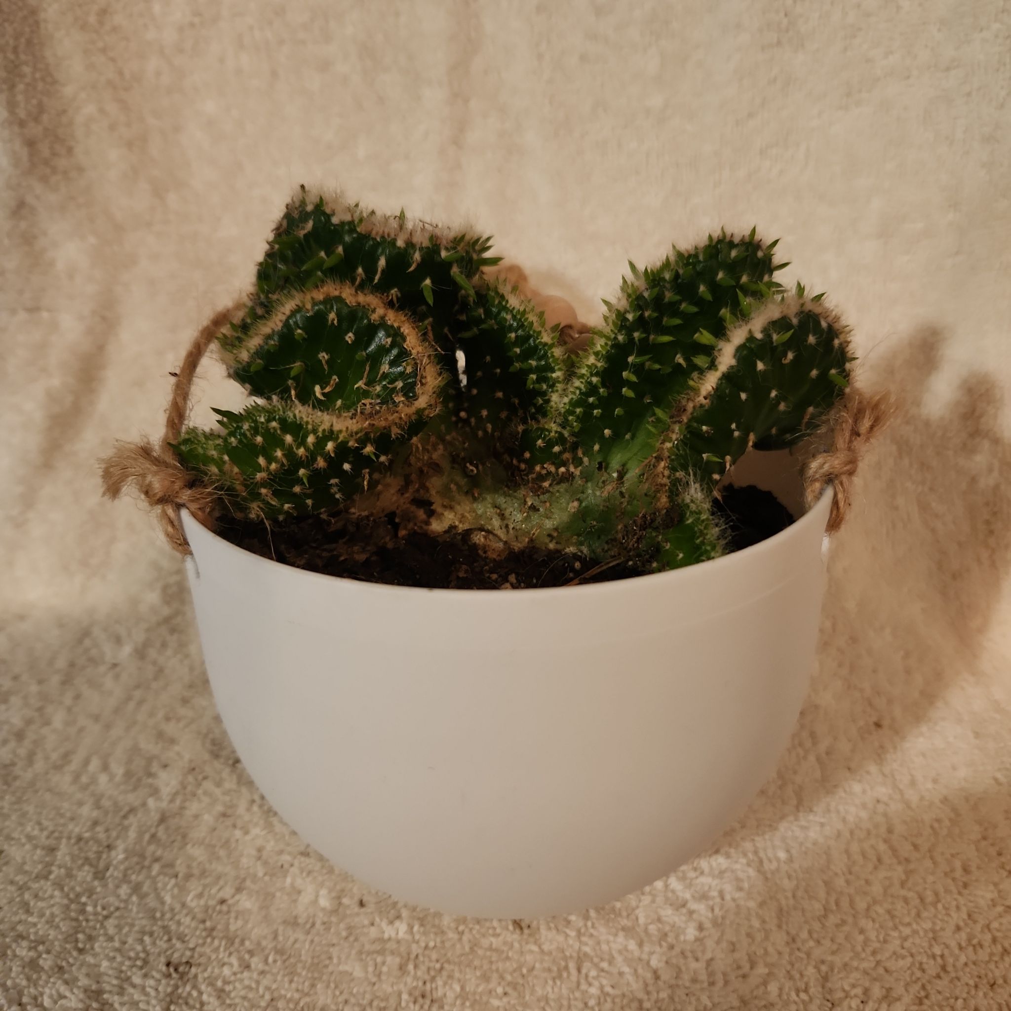 Photo of the plant species Snow Ridge by @FreeFraserfir named Betty ❄️🎵❄️ on Greg, the plant care app