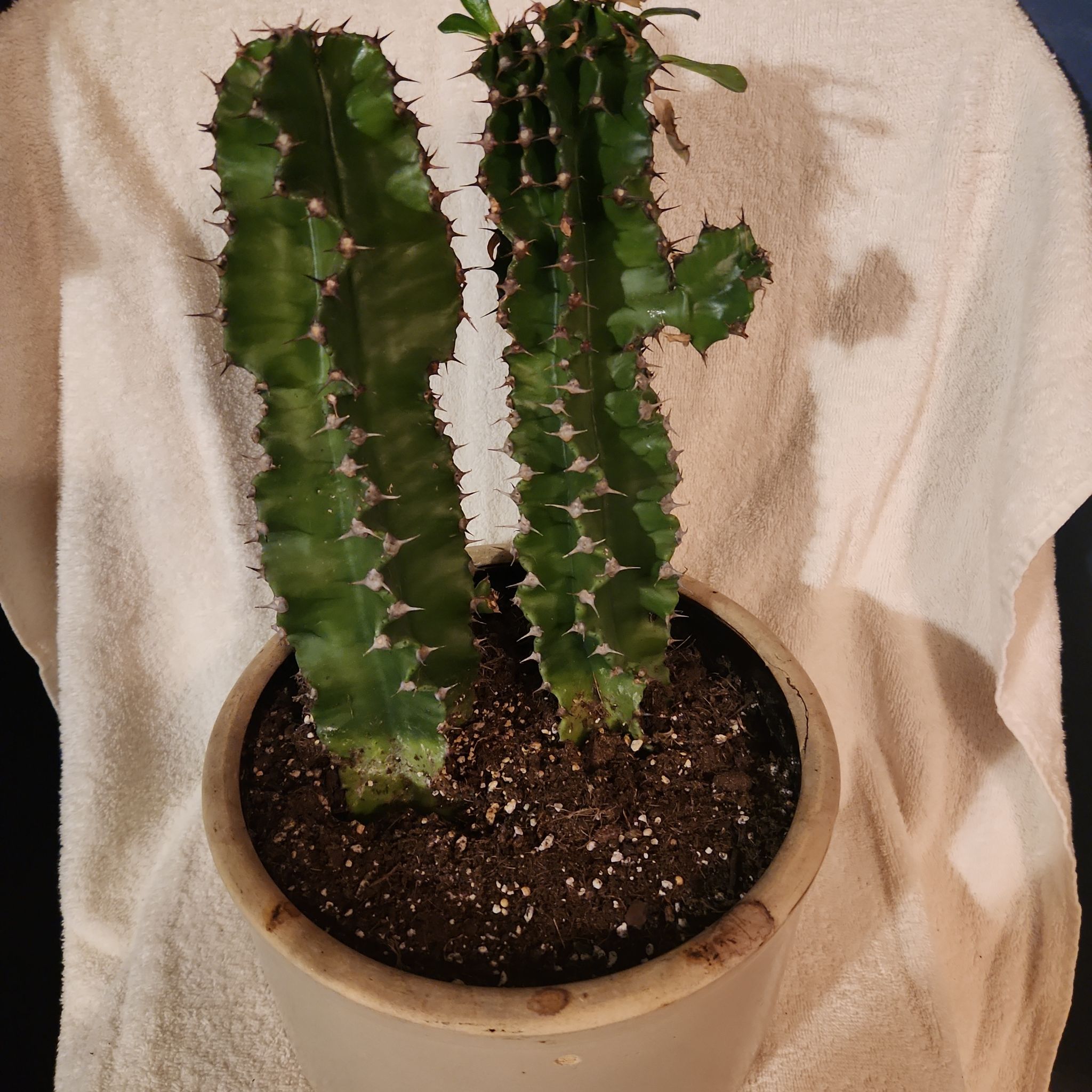 Photo of the plant species African Candelabra by @FreeFraserfir named Will & Grace 👩🏻‍🦰👦 on Greg, the plant care app
