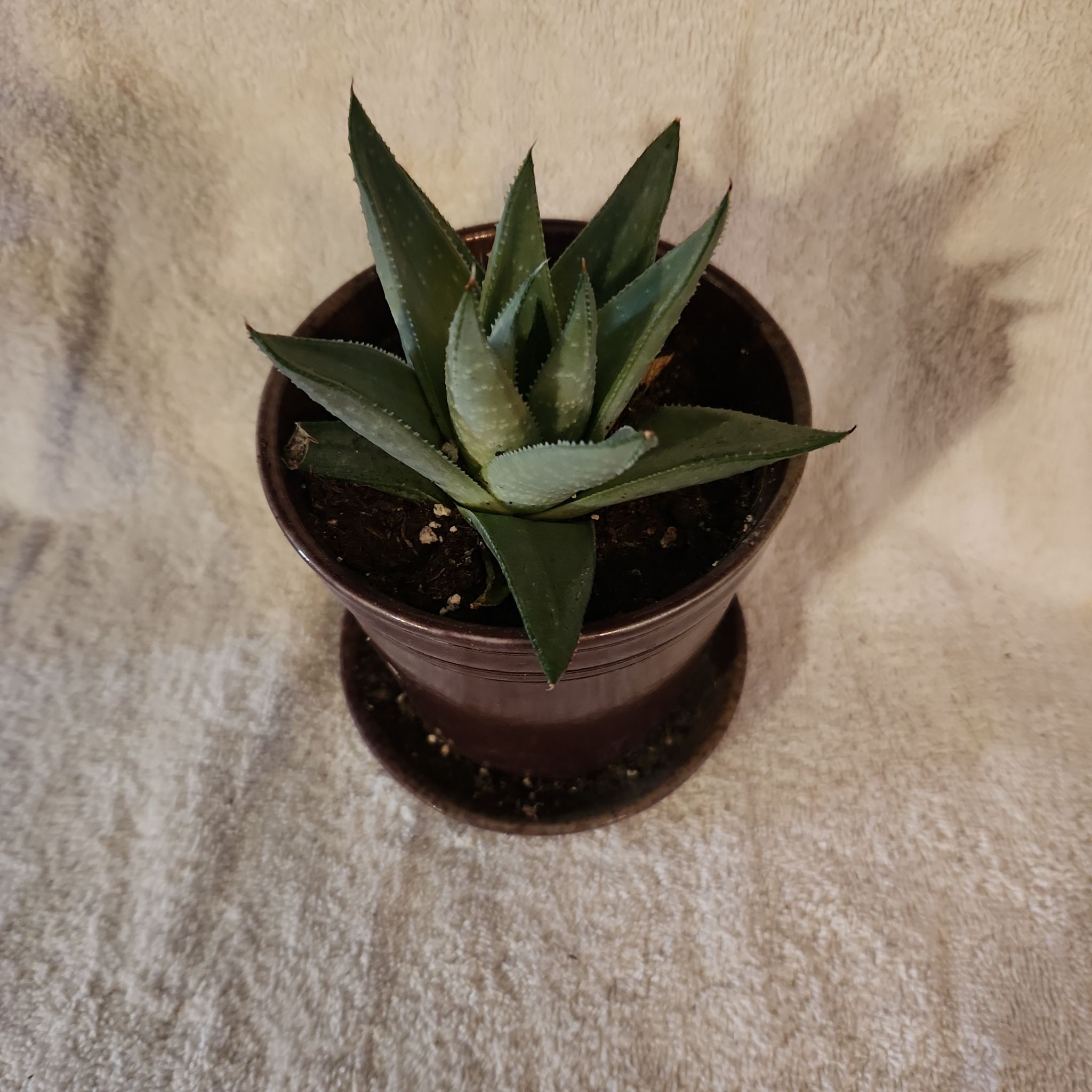 Photo of the plant species Haworthia savanna by @FreeFraserfir named Dian 🦍💚 on Greg, the plant care app