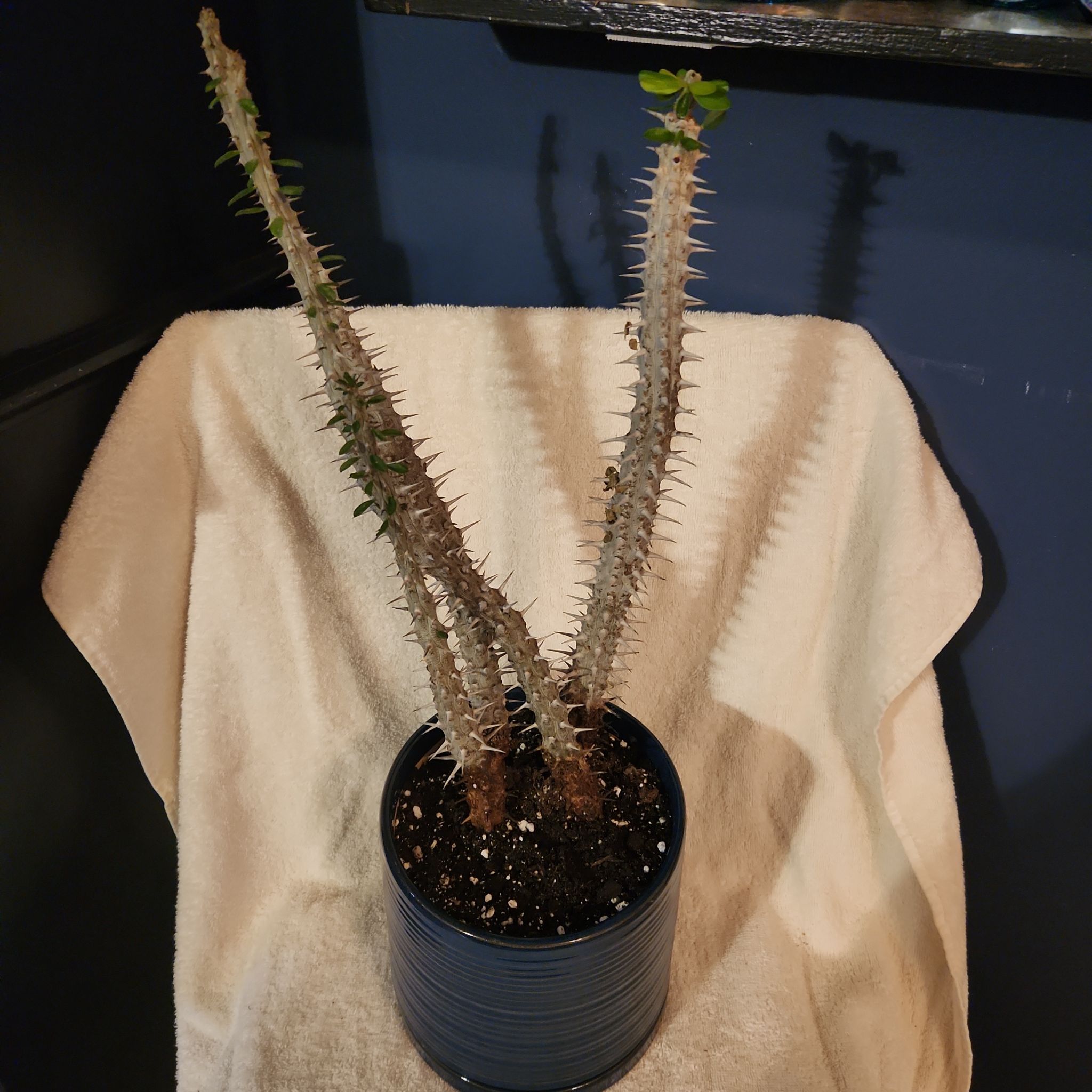 Photo of the plant species Octopus Tree by @FreeFraserfir named Davy Jones 🐙🏴‍☠️🗡 on Greg, the plant care app