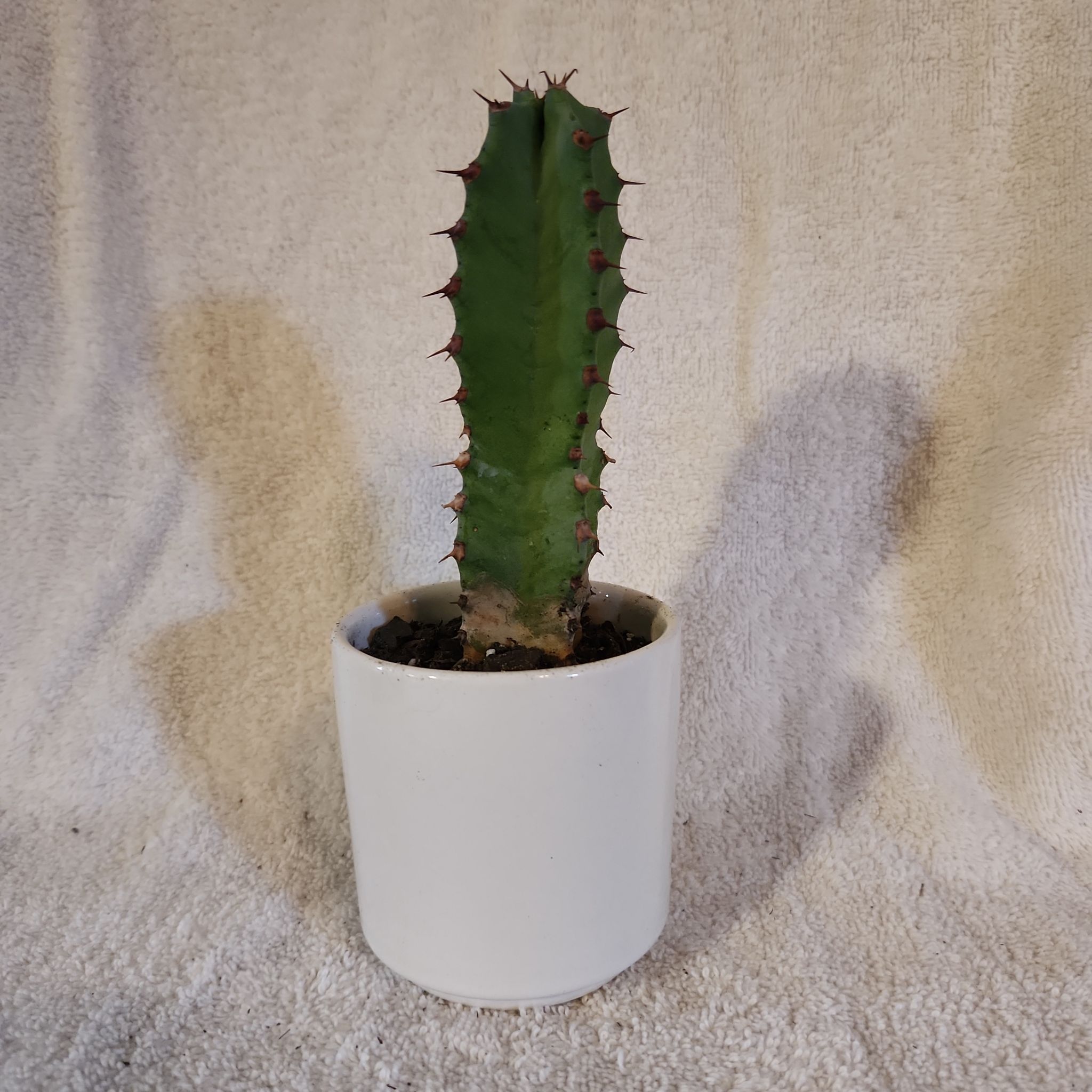 Photo of the plant species Resin Spurge by @FreeFraserfir named Bert 👓🔬🪨 on Greg, the plant care app