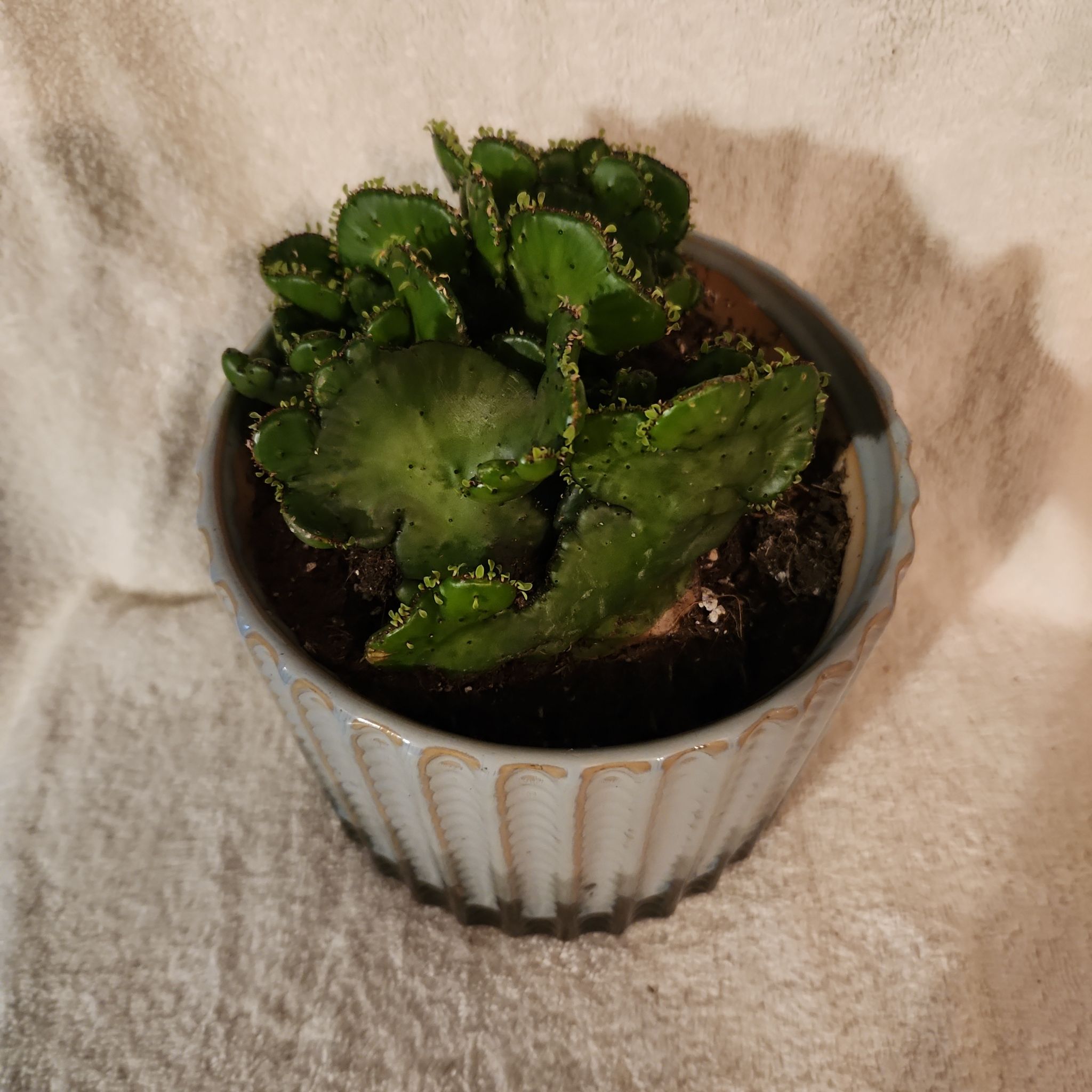 Photo of the plant species Euphorbia leucodendron f. cristata by @FreeFraserfir named Frankie 👩🏼‍🎨🔮🎨 on Greg, the plant care app