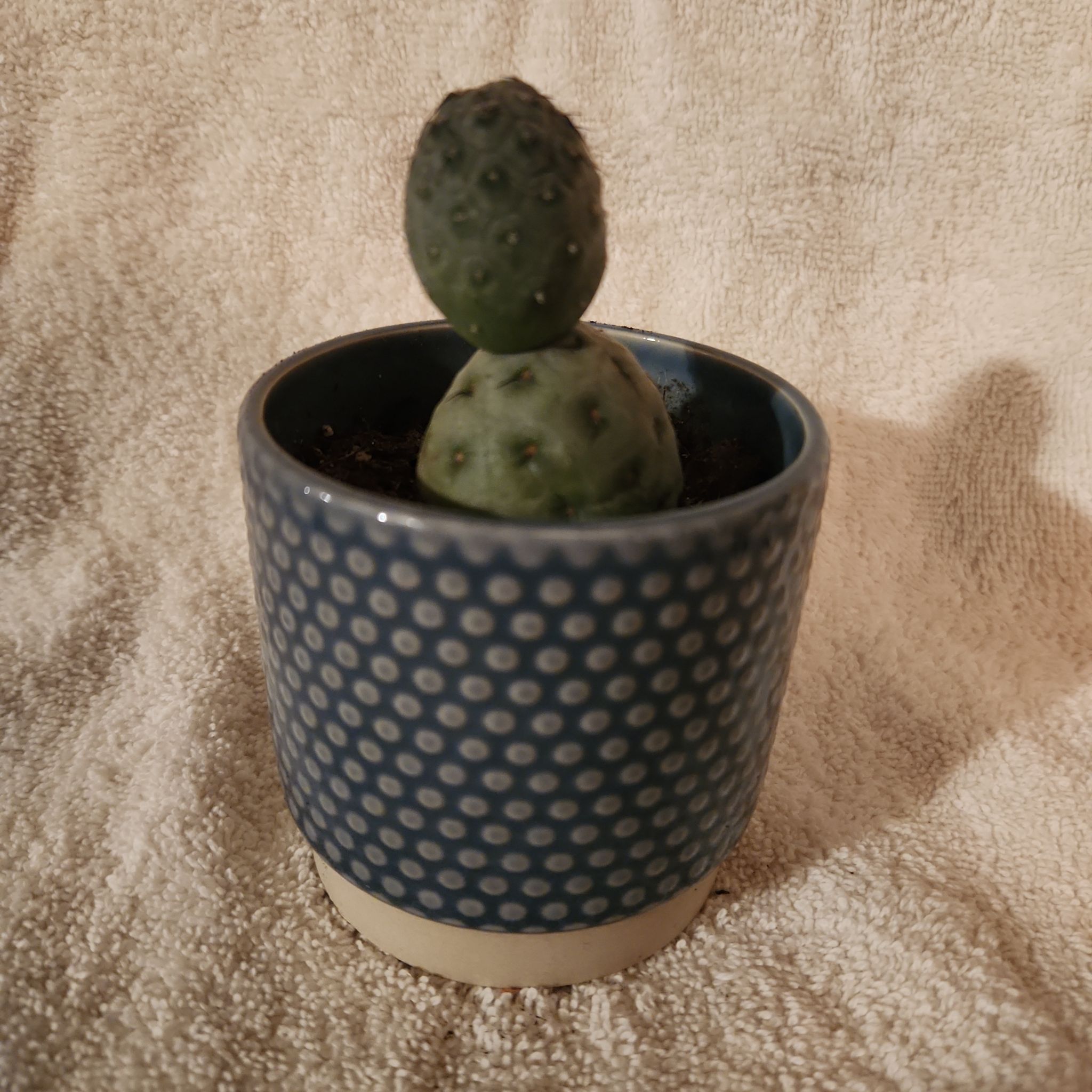 Photo of the plant species Tephrocactus 'Album' by @FreeFraserfir named Odaphin 👮🏾‍♂️🌃 🗽 on Greg, the plant care app