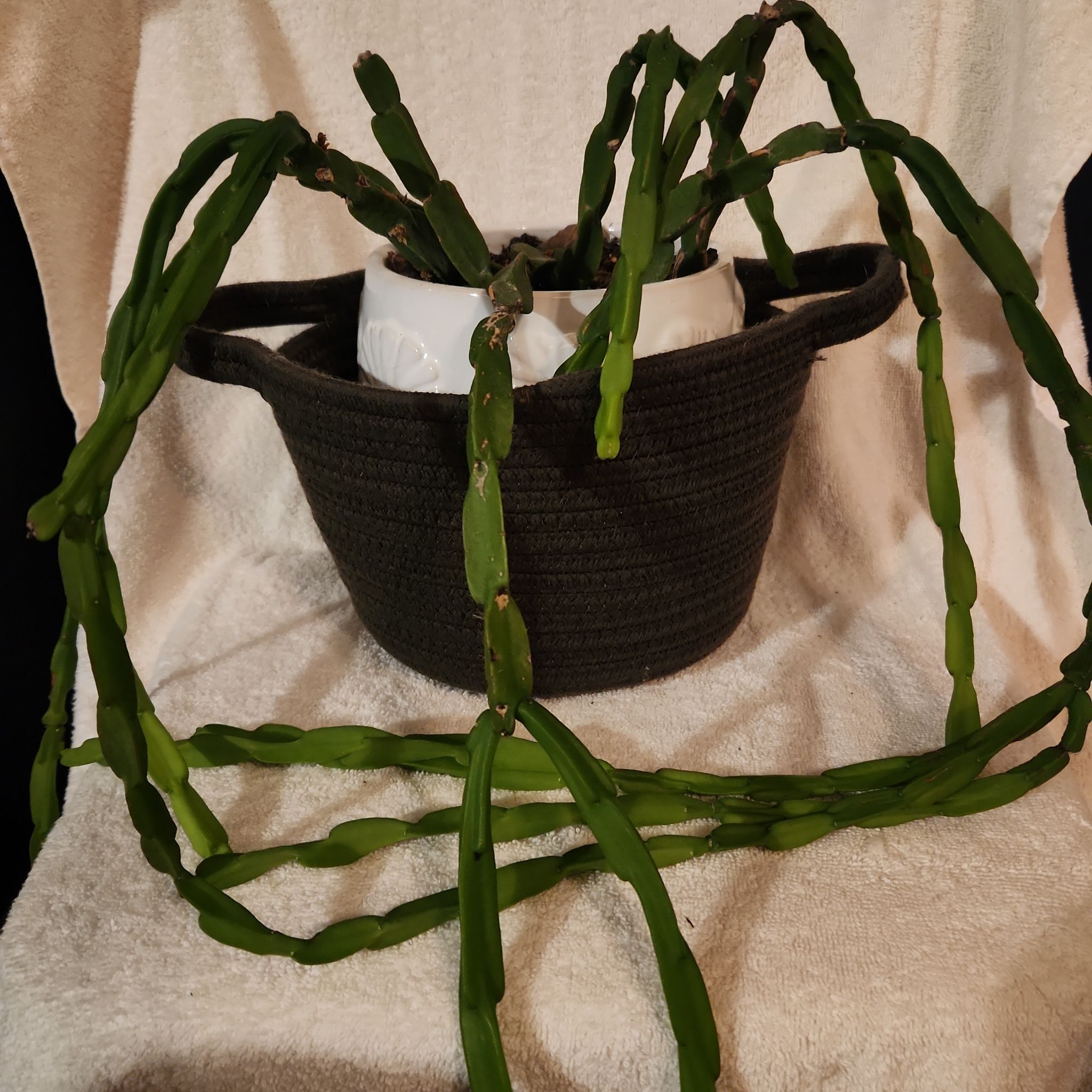 Photo of the plant species Rhipsalis paradoxa by @FreeFraserfir named DeVonta "The Slim Reaper" 🏈💚🦅 on Greg, the plant care app