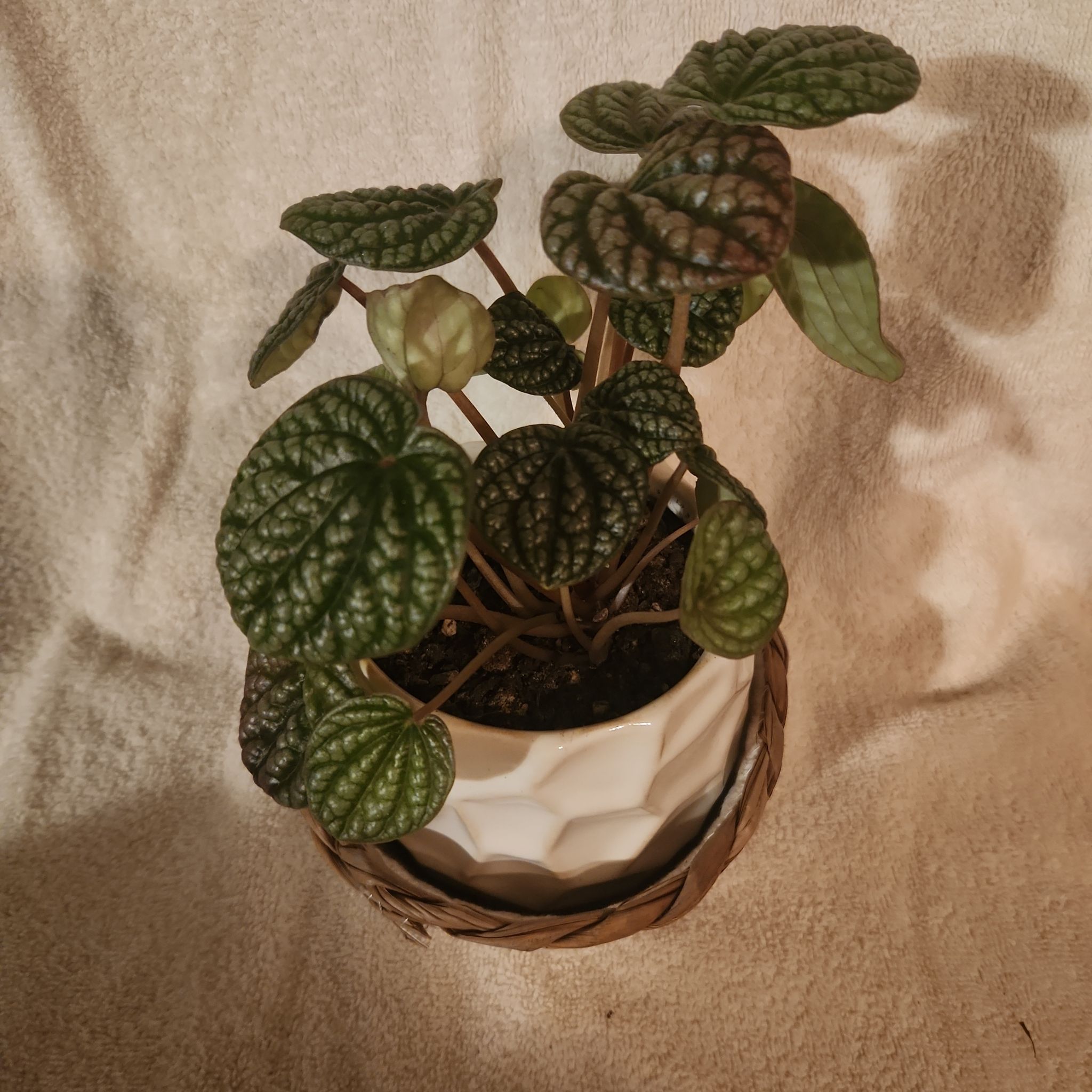 Photo of the plant species Red Luna Peperomia by @FreeFraserfir named Claude 👨‍🎨🎨🖼 on Greg, the plant care app