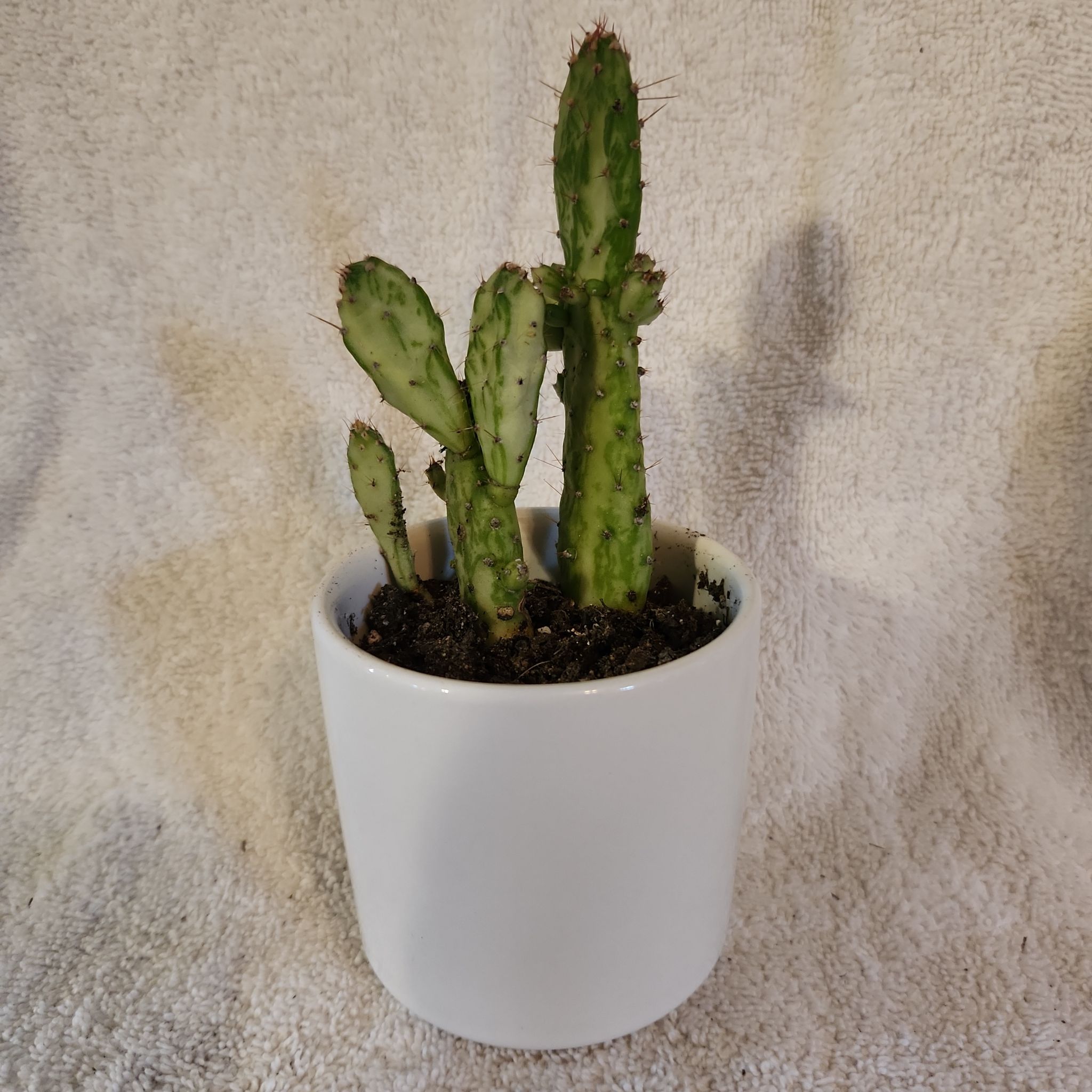 Photo of the plant species Opuntia 'Maverick' by @FreeFraserfir named Maverick 👨‍✈️🛫 on Greg, the plant care app