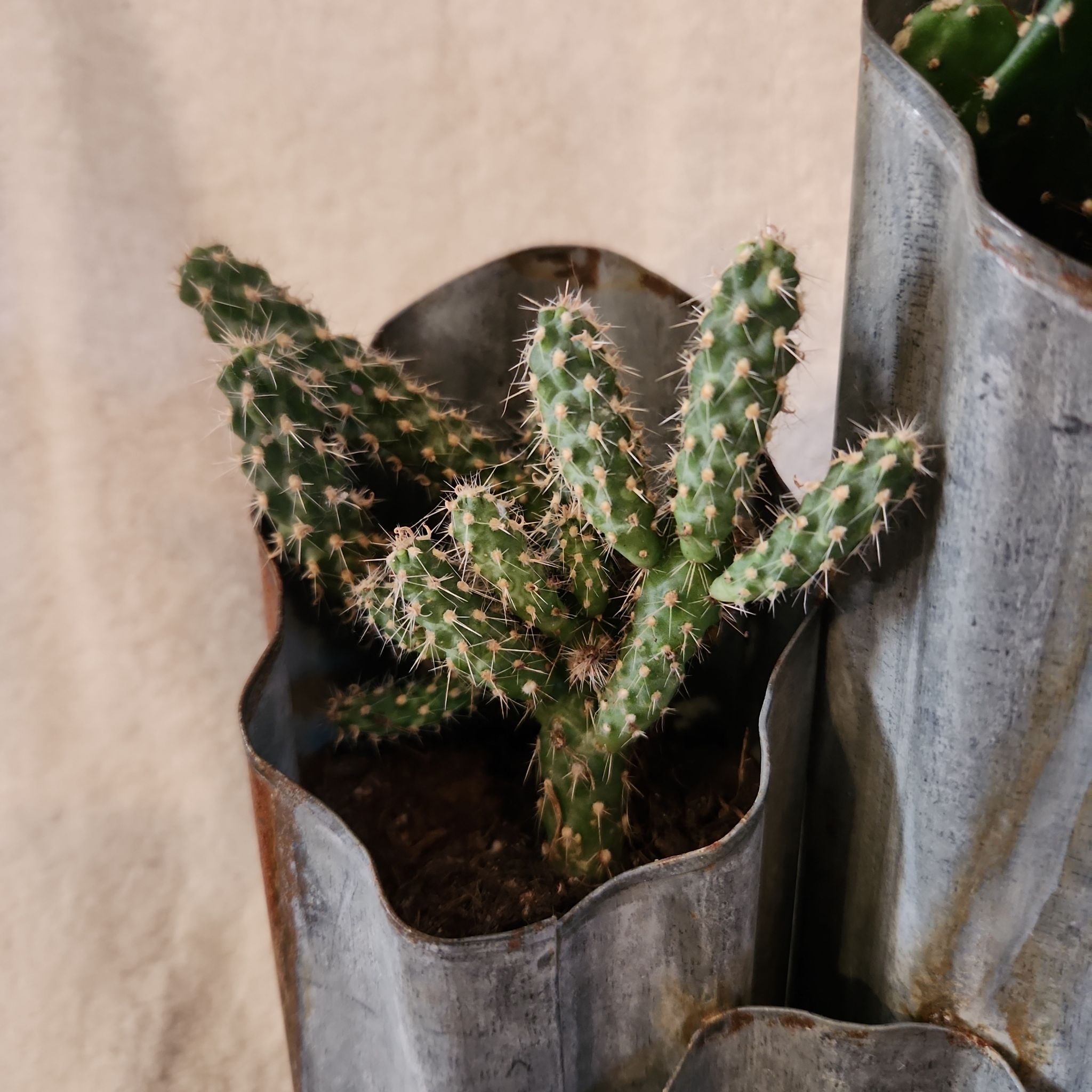 Photo of the plant species Snake Cholla by @FreeFraserfir named Severus 🧙‍♂️💚🐍🧪 on Greg, the plant care app