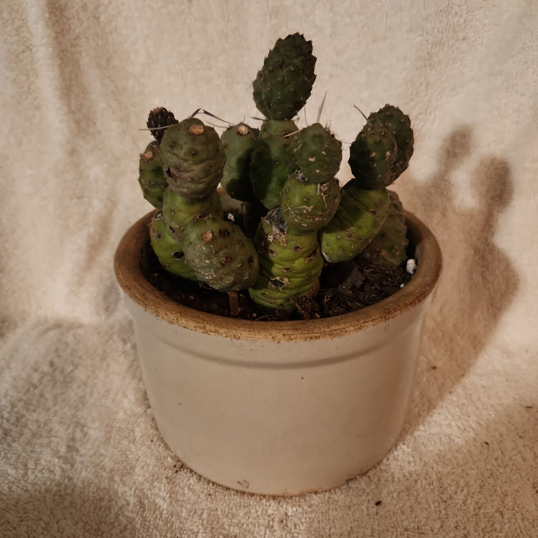 Photo of the plant species Opuntia articulata var. papyracantha by @FreeFraserfir named Raj 👨‍🔬🔭🪐⭐️ on Greg, the plant care app