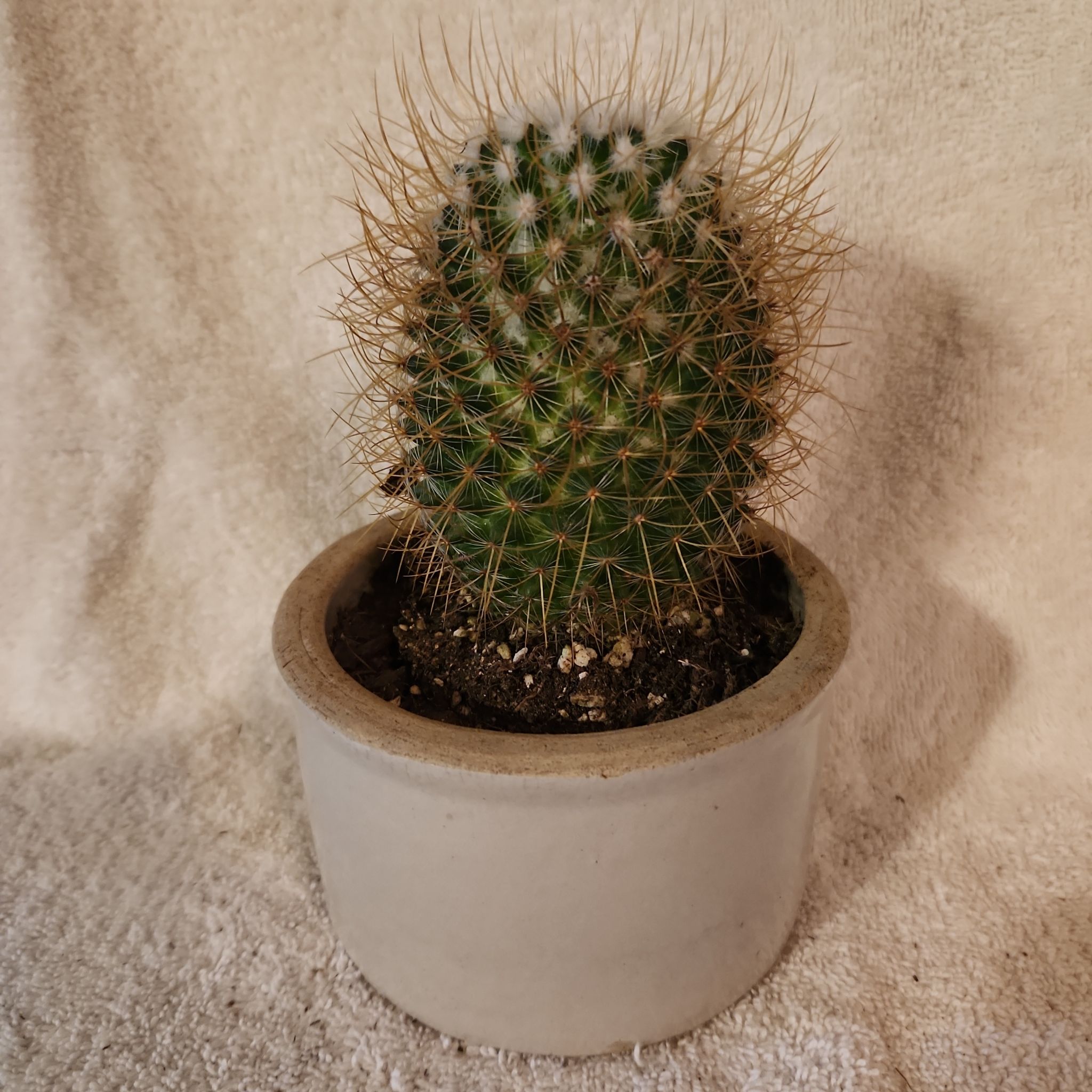 Photo of the plant species Lemon Ball by @FreeFraserfir named Helga 🧙🏻‍♀️💛🦡 on Greg, the plant care app