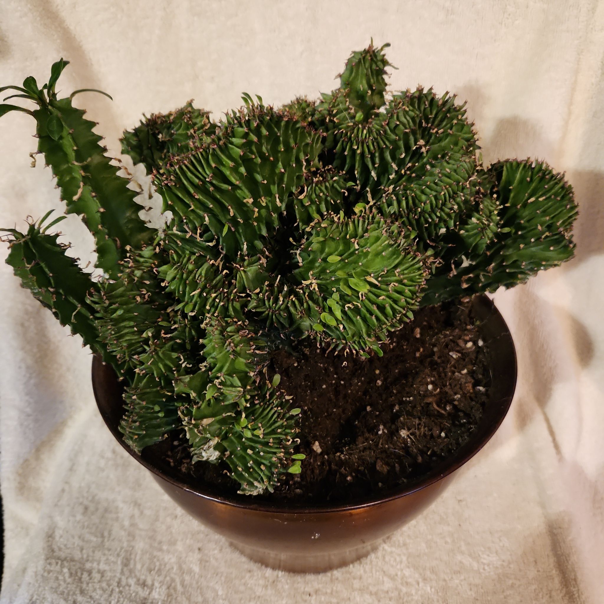 Photo of the plant species Crested African Candelabra by @FreeFraserfir named Alastor 🧙‍♂️🪄👁 on Greg, the plant care app