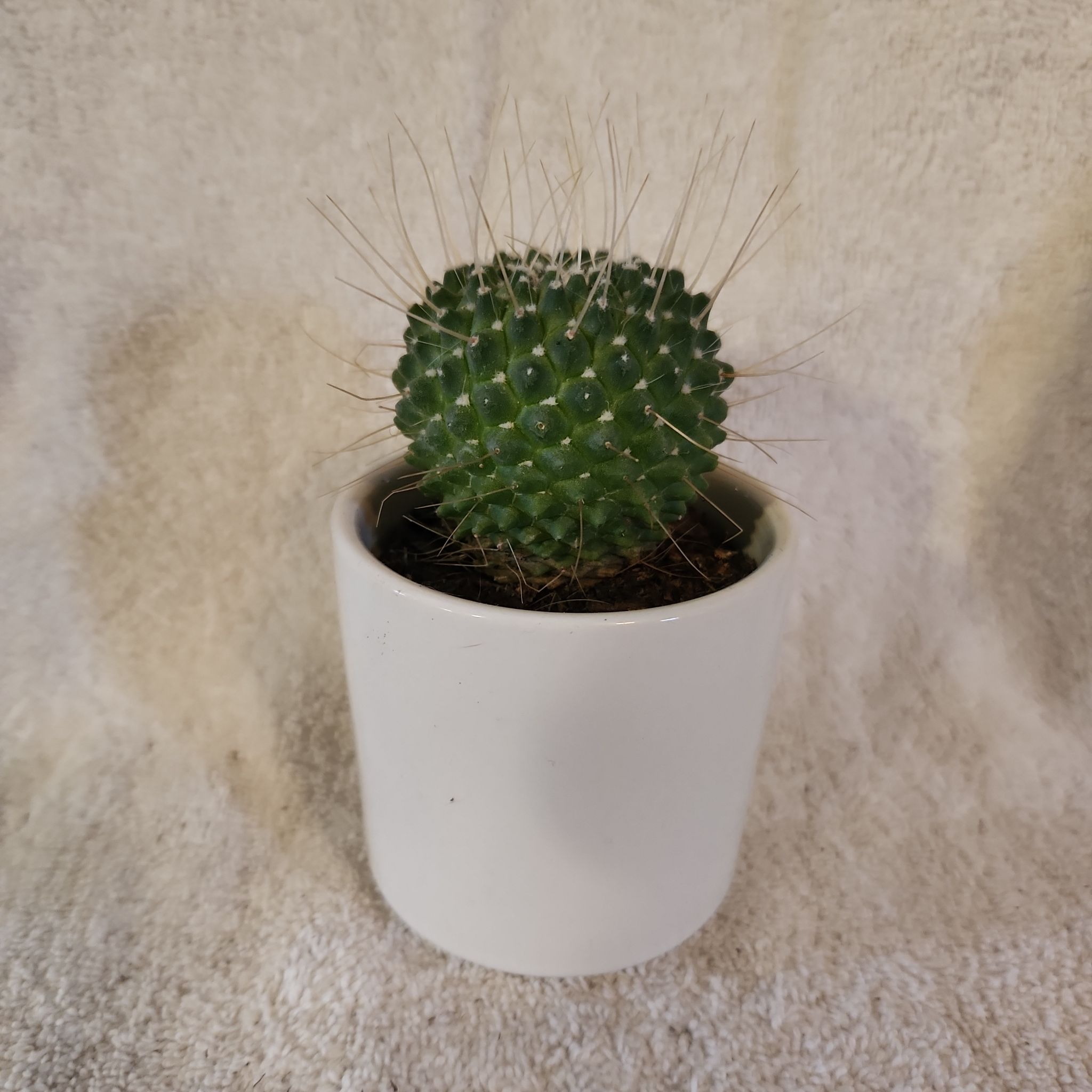 Photo of the plant species Mammillaria spinosissima 'Un Pico' by @FreeFraserfir named Sophie 👑🏰 on Greg, the plant care app