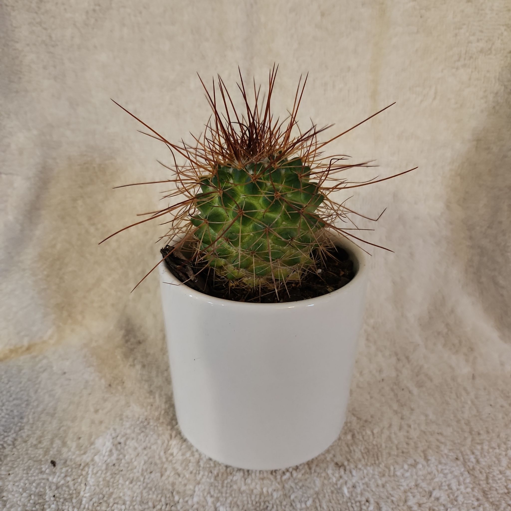 Photo of the plant species Trichocereus terscheckii by @FreeFraserfir named Penelope 👑🏰 on Greg, the plant care app