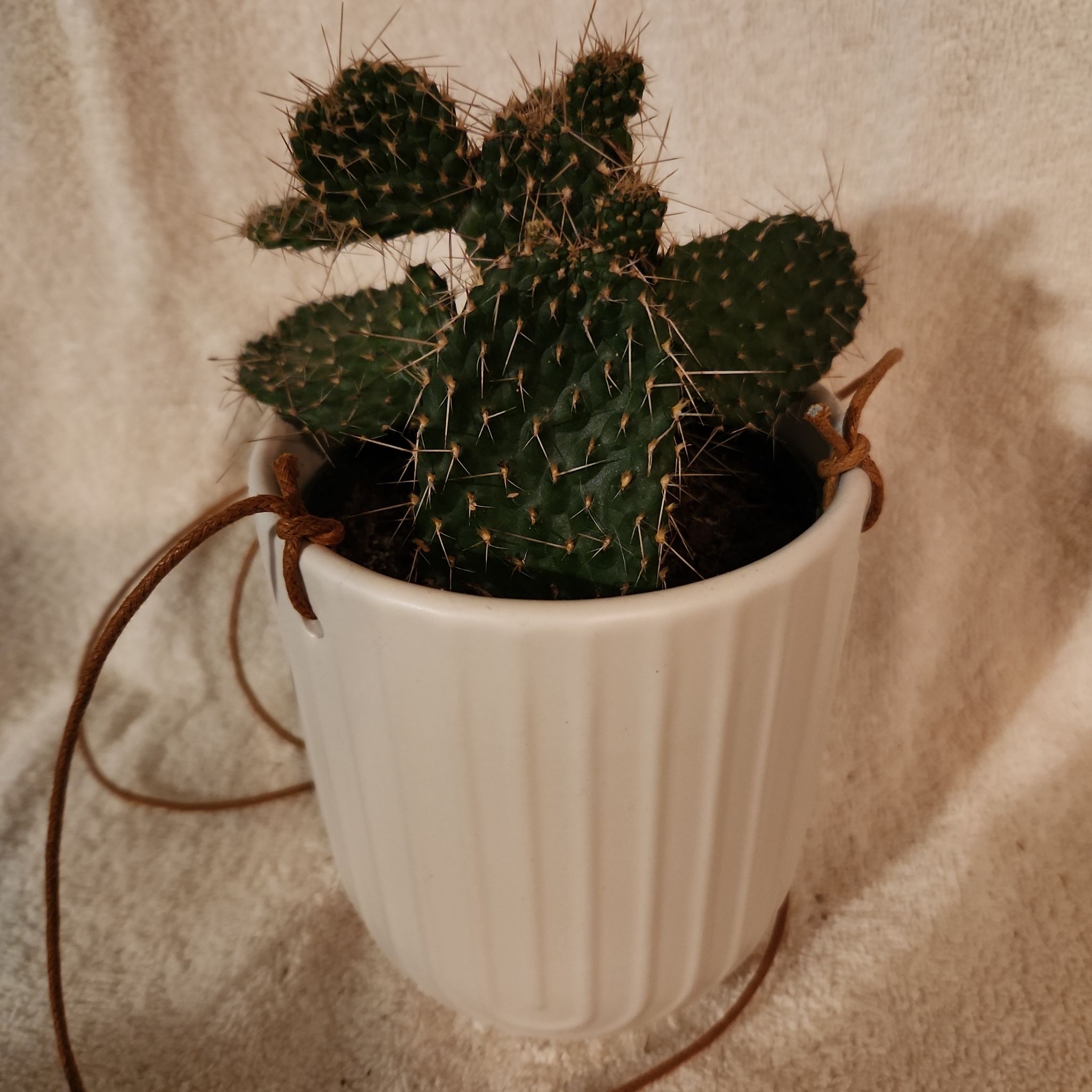 Photo of the plant species Plains Prickly Pear 'Album' by @FreeFraserfir named A.J. 💚🦅🏈 on Greg, the plant care app