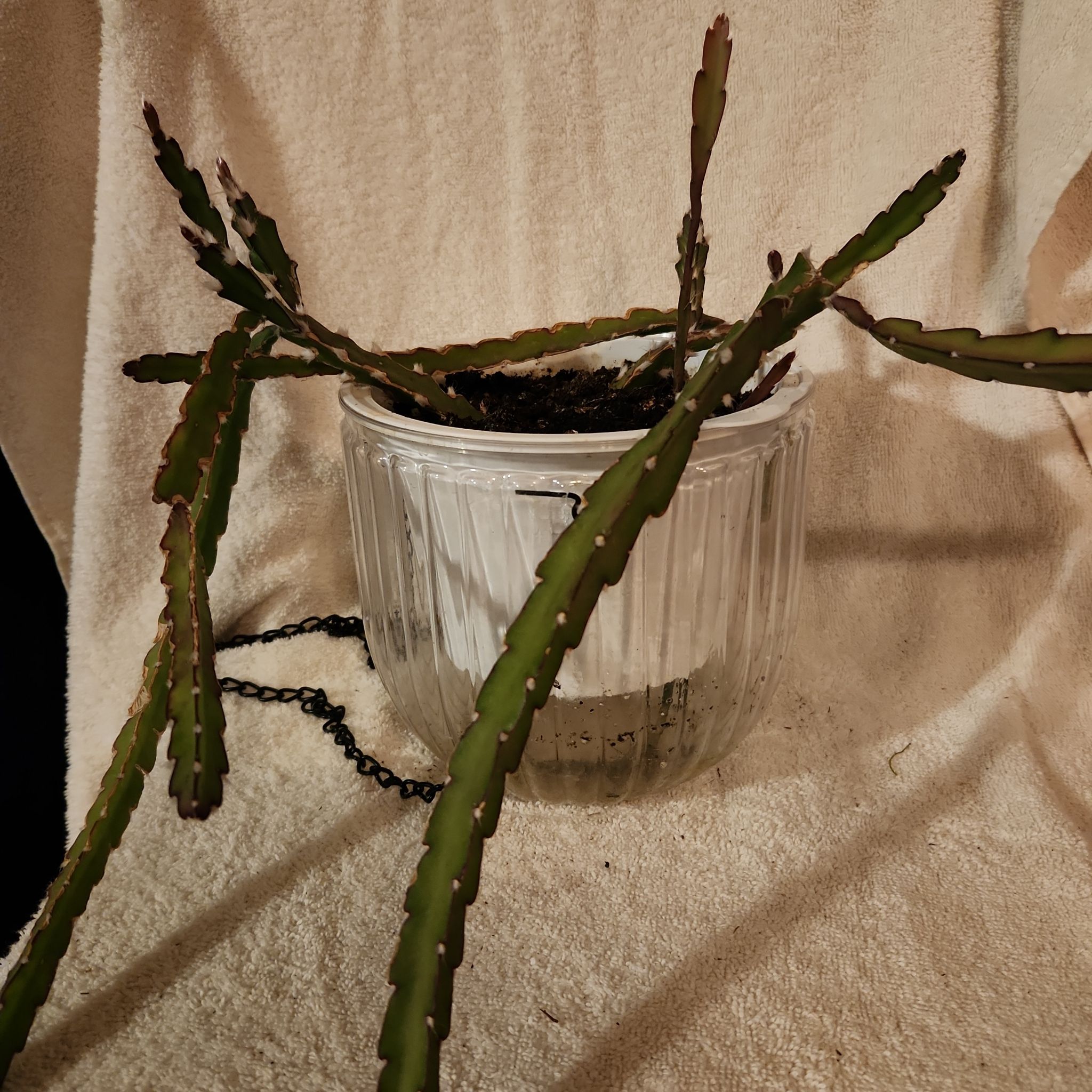 Photo of the plant species Knight's Rhipsalis by @FreeFraserfir named Rizzo 👚🚬💄 on Greg, the plant care app