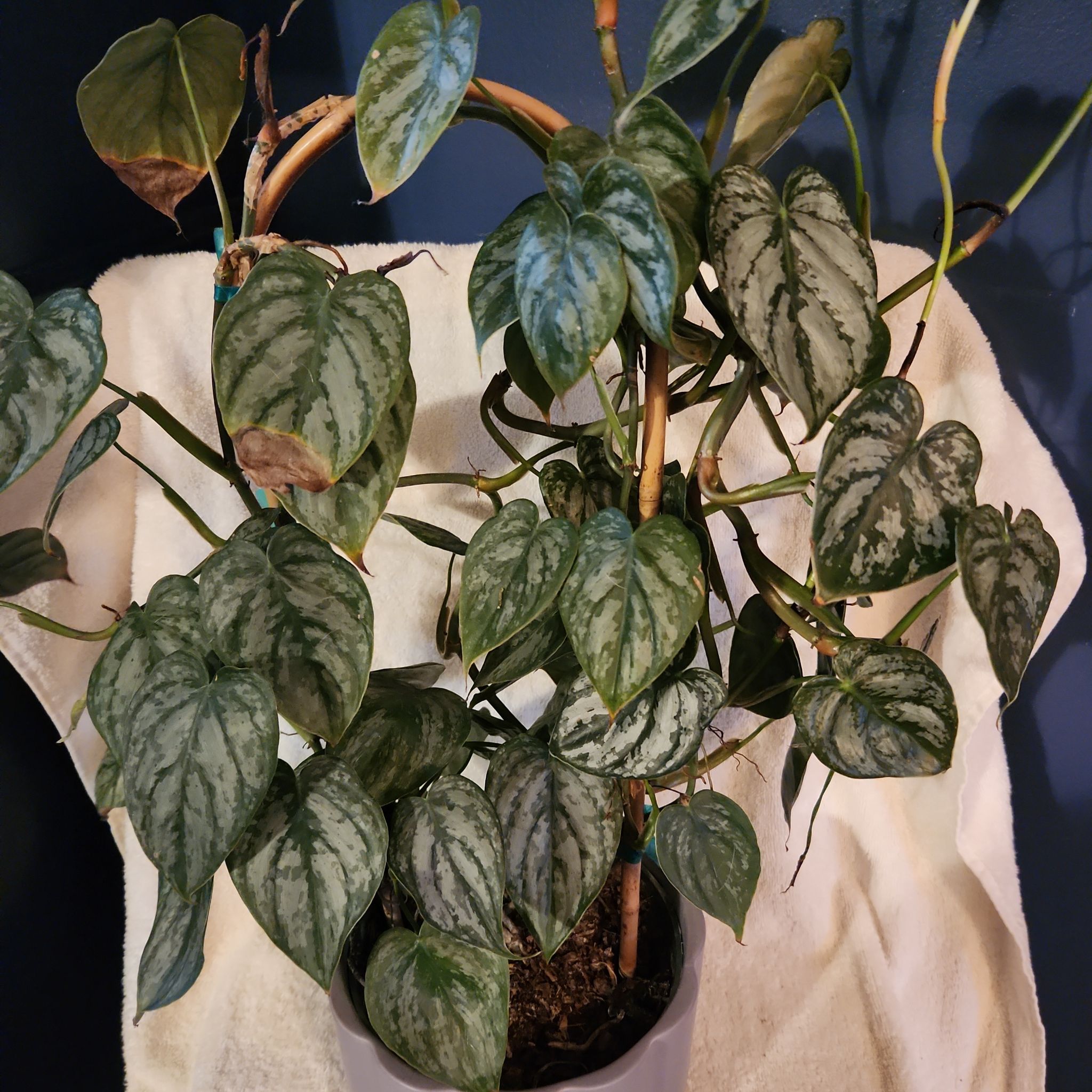 Photo of the plant species Philodendron 'Brandi' by @FreeFraserfir named Brandi 🥃🪴 on Greg, the plant care app