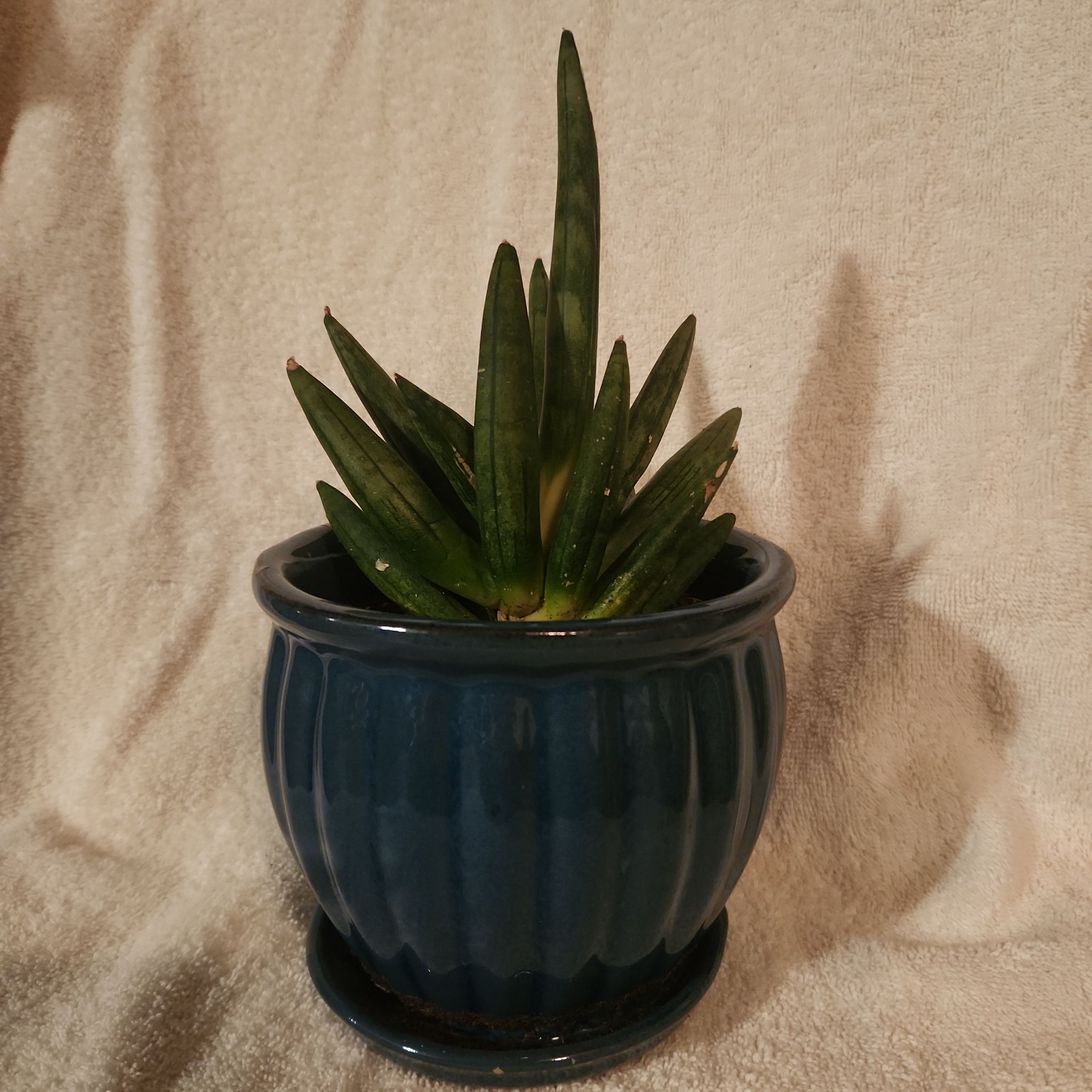 Photo of the plant species Hedgehog Sansevieria by @FreeFraserfir named Dolores 💚🐍🪄 on Greg, the plant care app