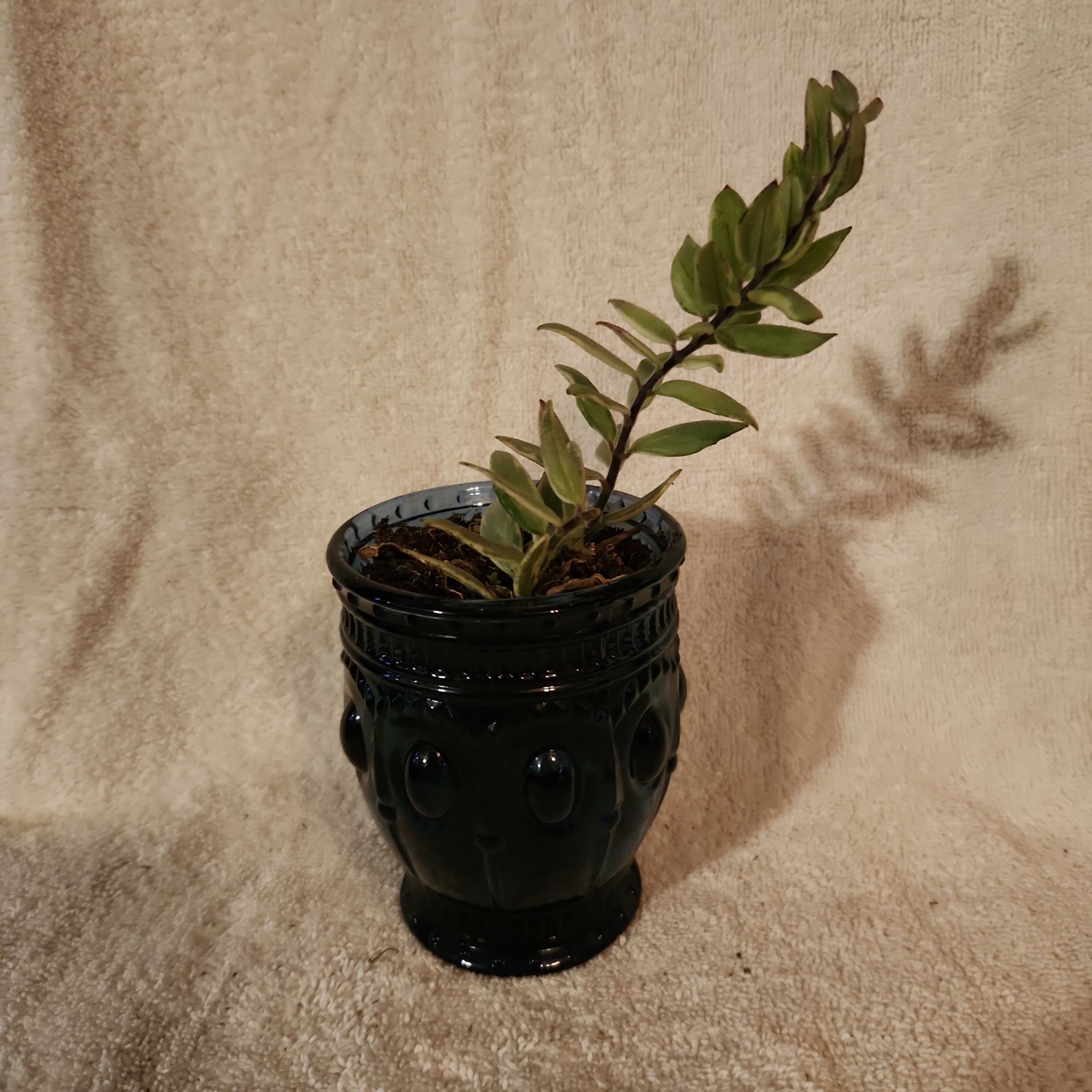Photo of the plant species lipstick plant by @FreeFraserfir named Marilyn 💄👗 on Greg, the plant care app