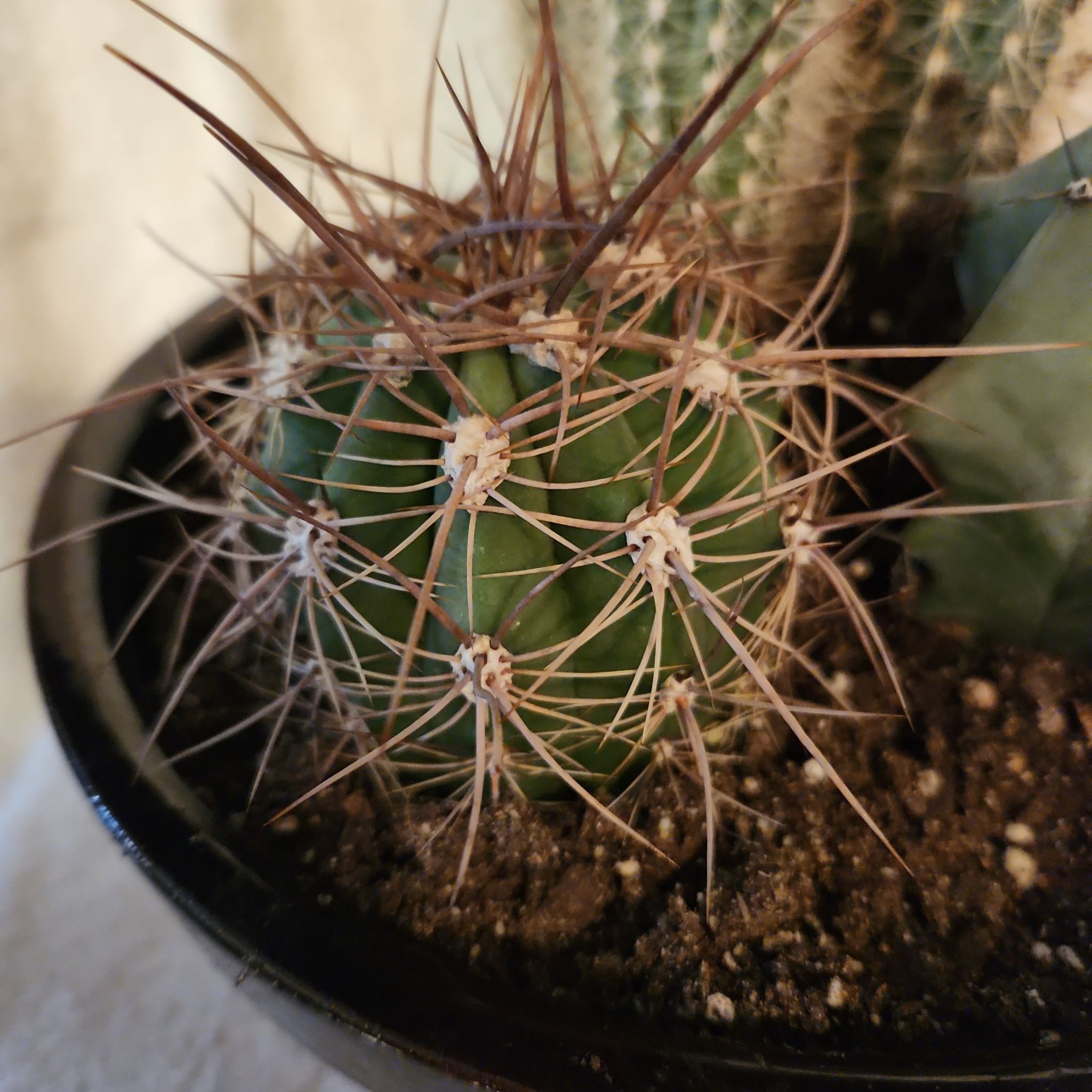 Photo of the plant species Trichocereus tarijensis 'Poco' by @FreeFraserfir named Princess Merida 👩🏻‍🦰👑🏹 on Greg, the plant care app