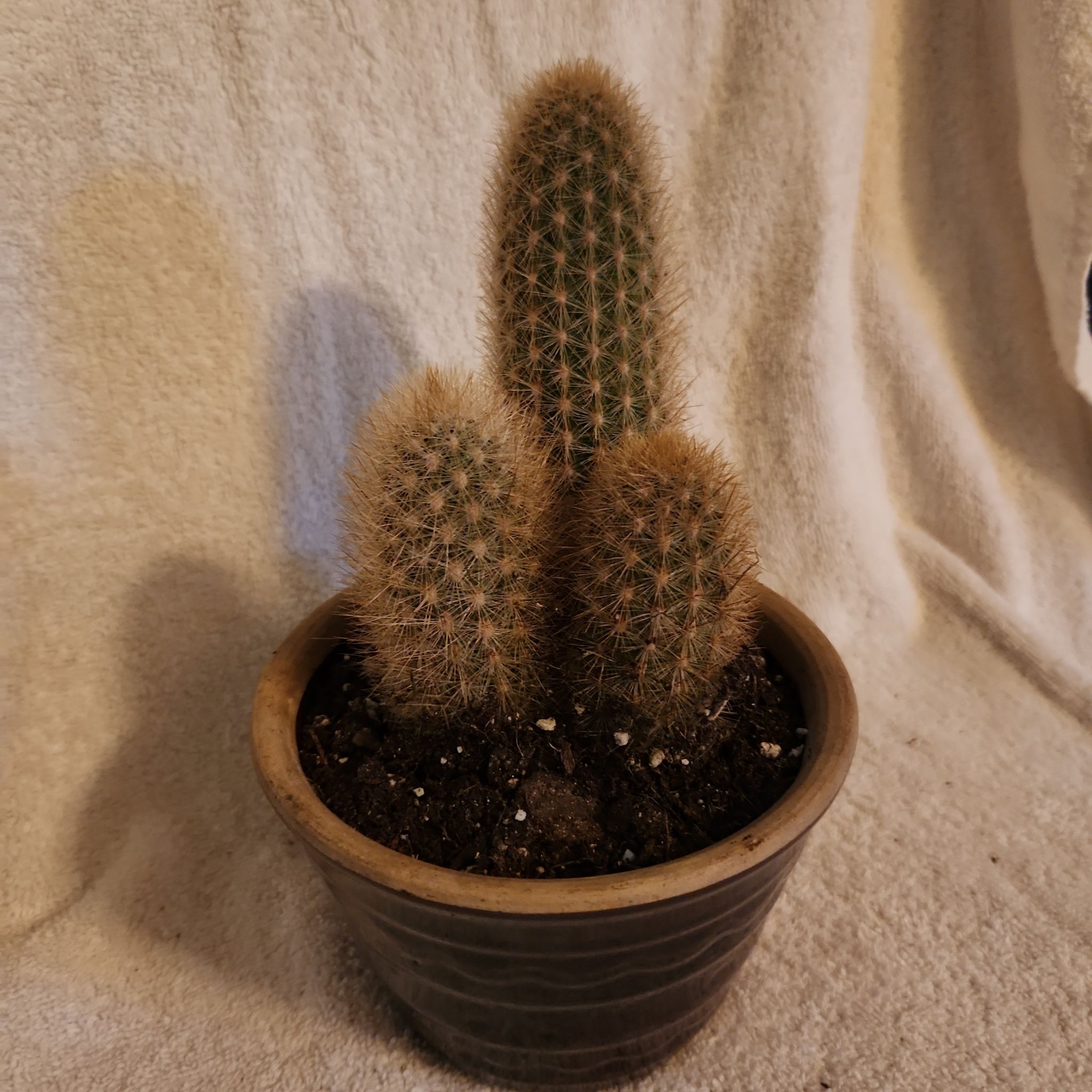 Photo of the plant species Weberbauerocereus rauhii by @FreeFraserfir named Princess Rapunzel 👸🏼🦎 on Greg, the plant care app