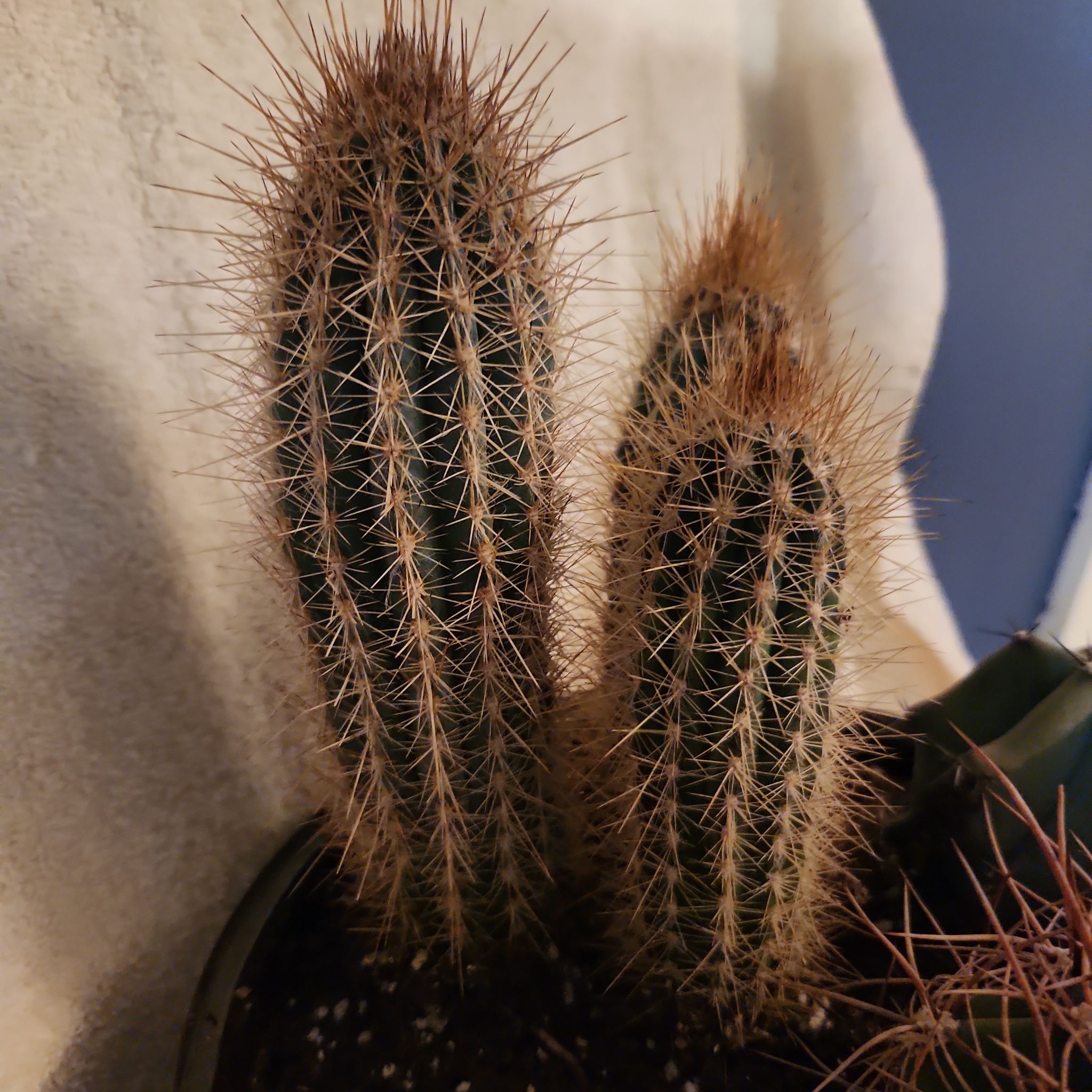 Photo of the plant species Pilosocereus baumii by @FreeFraserfir named Princess Anna 👩🏻‍🦰👑🦌 on Greg, the plant care app