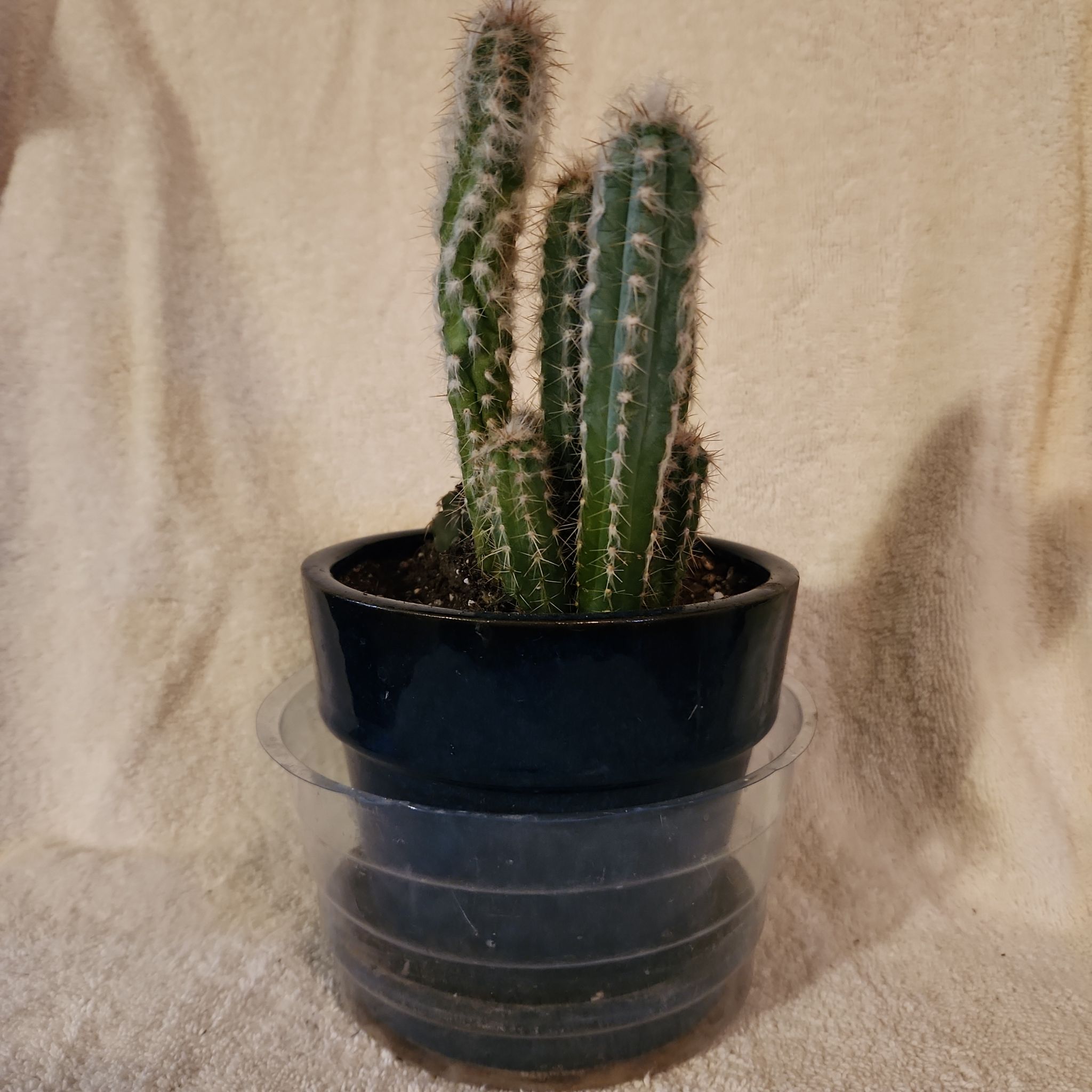 Photo of the plant species Pilosocereus glaucescens by @FreeFraserfir named King Triton 🧜‍♂️🌊👑 on Greg, the plant care app