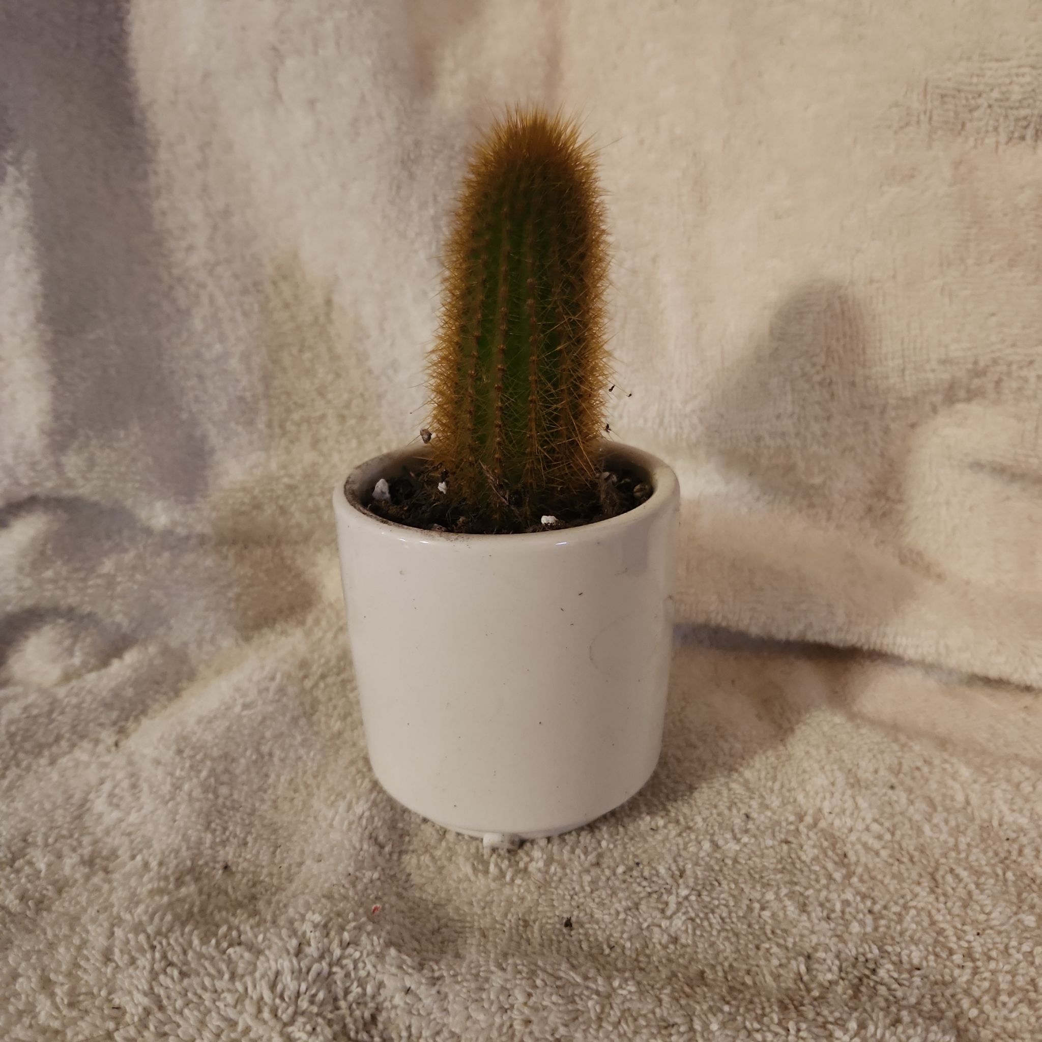 Photo of the plant species Assorted Weberbauerocereus by @FreeFraserfir named Collin 👑🏰 on Greg, the plant care app