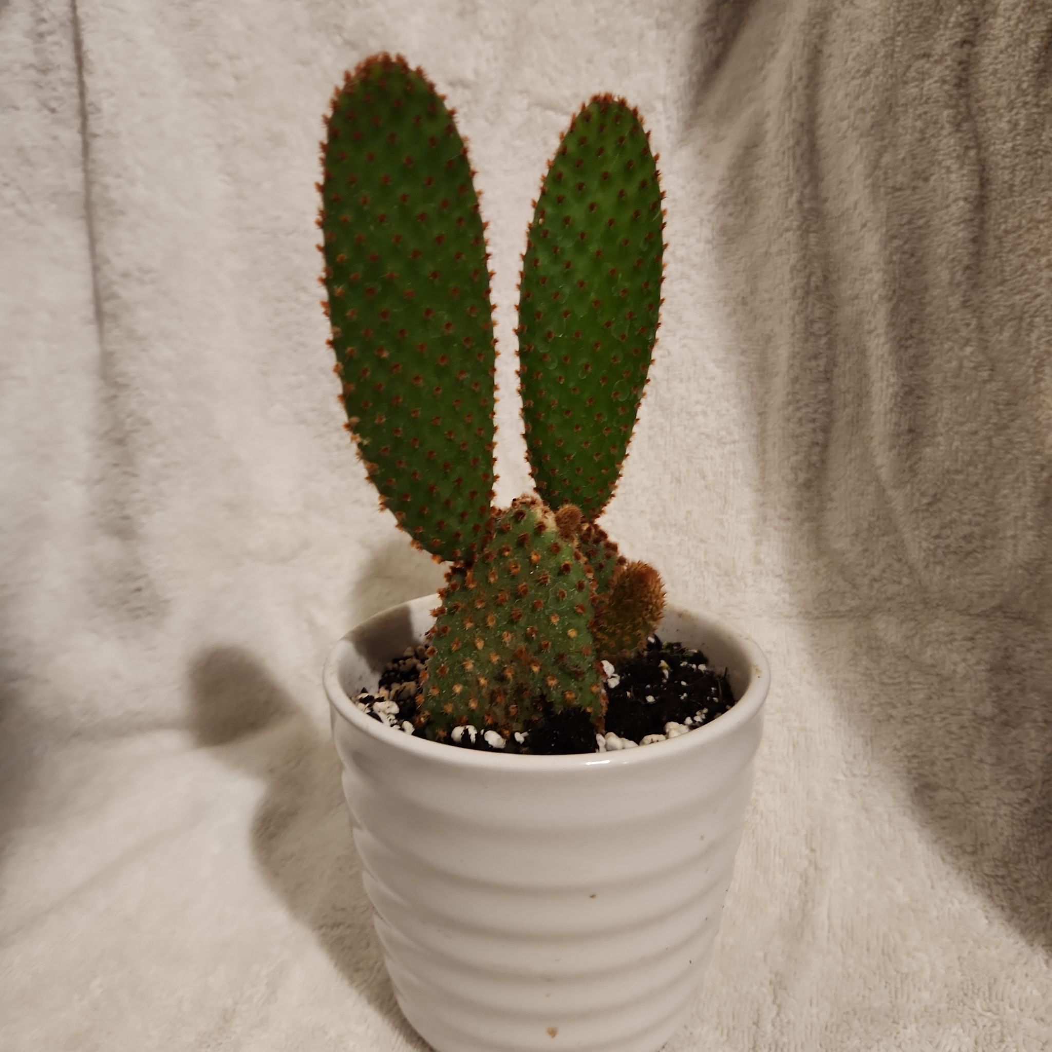 Photo of the plant species Red Bunny Ears Cactus by @FreeFraserfir named Anubis 🪦 on Greg, the plant care app