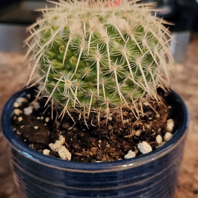 Photo of the plant species Mammillaria 'Auriespina Rekoi Form' by @FreeFraserfir named Eloise 👑🏰 on Greg, the plant care app