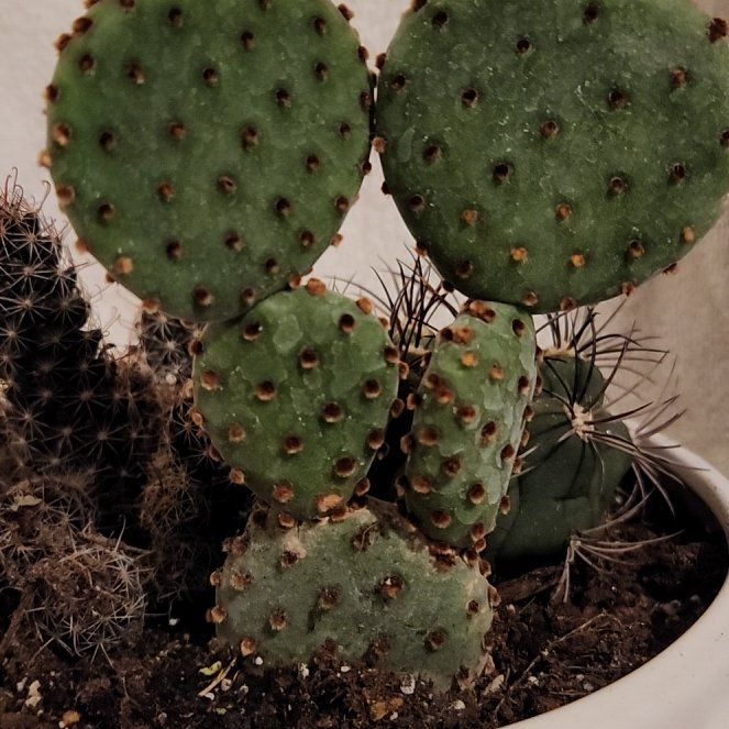 Photo of the plant species Purple Prickly Pear by @FreeFraserfir named Kate 👑🏰 on Greg, the plant care app