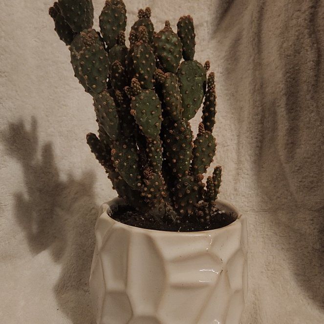 Photo of the plant species Miniature Cinnamon Cactus by @FreeFraserfir named Cinnamon 🫚 on Greg, the plant care app