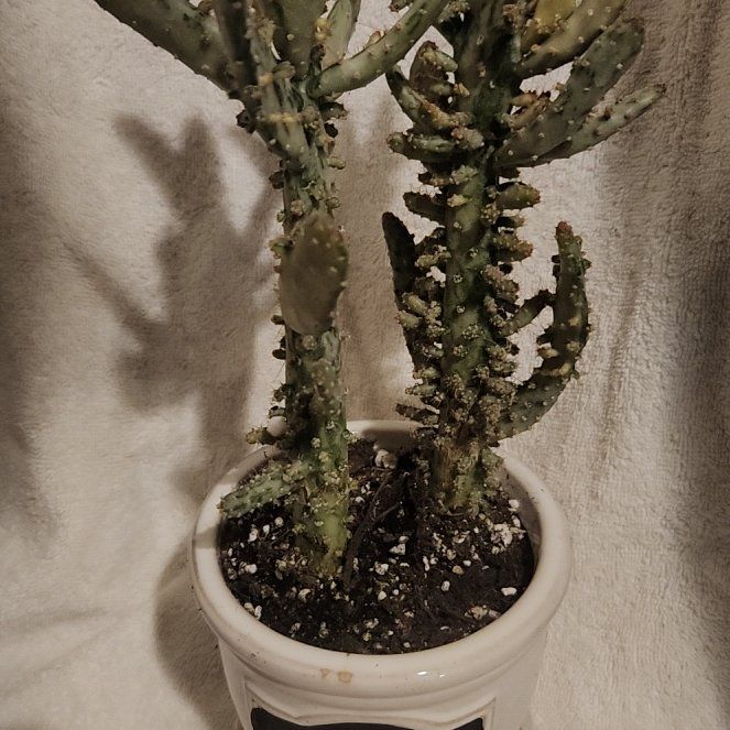 Photo of the plant species Variegated Cactus by @FreeFraserfir named Lance 🎶📻 👨🏼‍🎤🎤🎶 on Greg, the plant care app