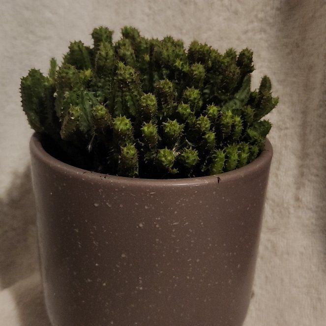 Photo of the plant species Euphorbia submammillaris by @FreeFraserfir named Poor Unfortunate Souls 🧜🧜‍♀️🧜‍♀️🧜 on Greg, the plant care app