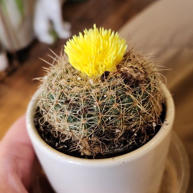 Photo of the plant species Stenocactus crispatus by @FreeFraserfir named Nearly Headless Nick ❤️👻🦁 on Greg, the plant care app