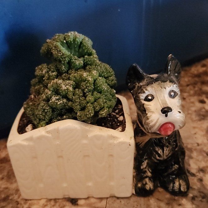 Photo of the plant species Cacti Succulent AR by @FreeFraserfir named Lane 💚🏈🦅 on Greg, the plant care app