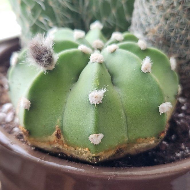 Photo of the plant species Echinopsis subdenudatum 'Dominos' by @FreeFraserfir named Benedict 🏰👑 on Greg, the plant care app