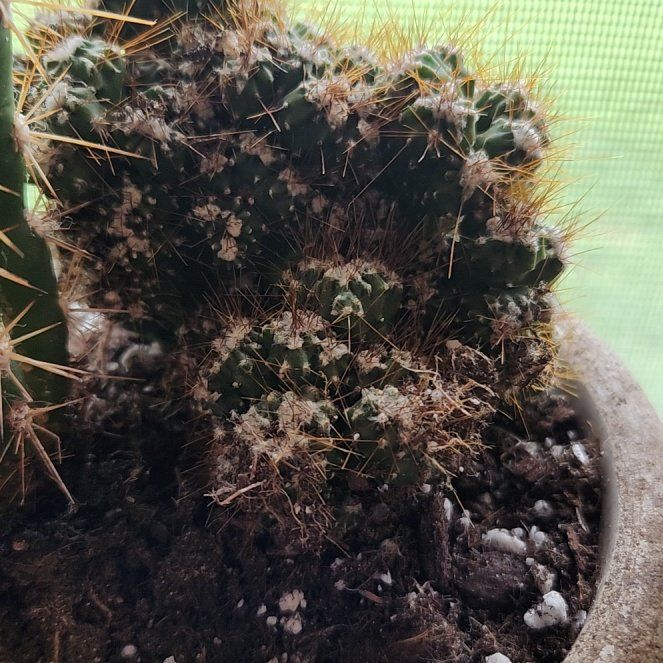 Photo of the plant species Peruvian Apple Cactus Monstrose by @FreeFraserfir named Dr. James Wilson 👨‍⚕️🩻🩺 on Greg, the plant care app