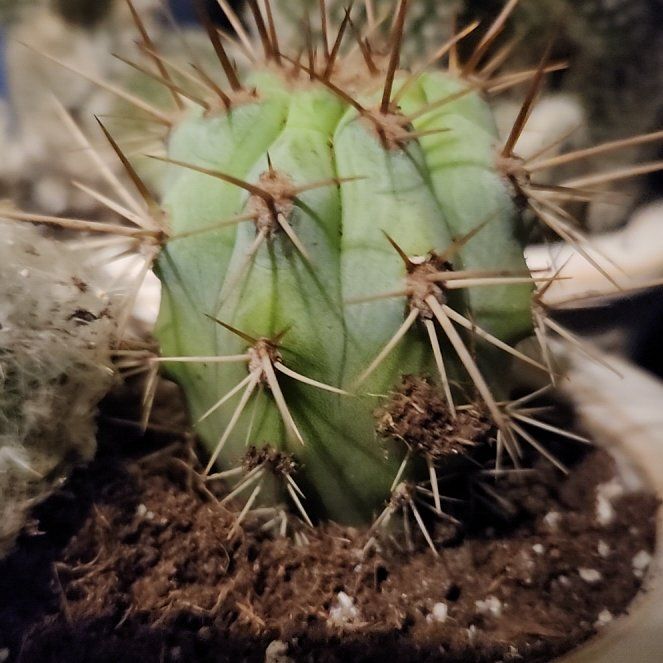 Photo of the plant species Browningia hertlingiana 'Album' by @FreeFraserfir named Cooper 🦅💚🏈 on Greg, the plant care app