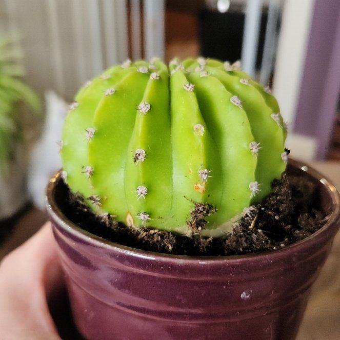 Photo of the plant species Echinobivia 'Rainbow Bursts' by @FreeFraserfir named Tank 💚🦅🏈 on Greg, the plant care app
