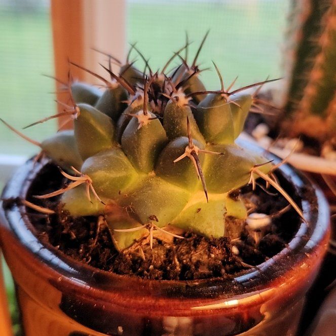 Photo of the plant species Robust Spine Cory Cactus by @FreeFraserfir named Diana on Greg, the plant care app