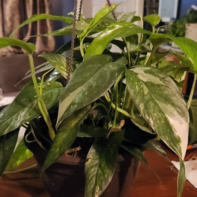 Photo of the plant species Epipremnum pinnatum 'Albo' by @FreeFraserfir named Mando on Greg, the plant care app