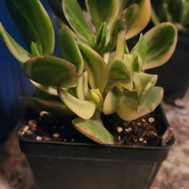 Photo of the plant species Variagated Jade Plant by @FreeFraserfir named McKinley on Greg, the plant care app
