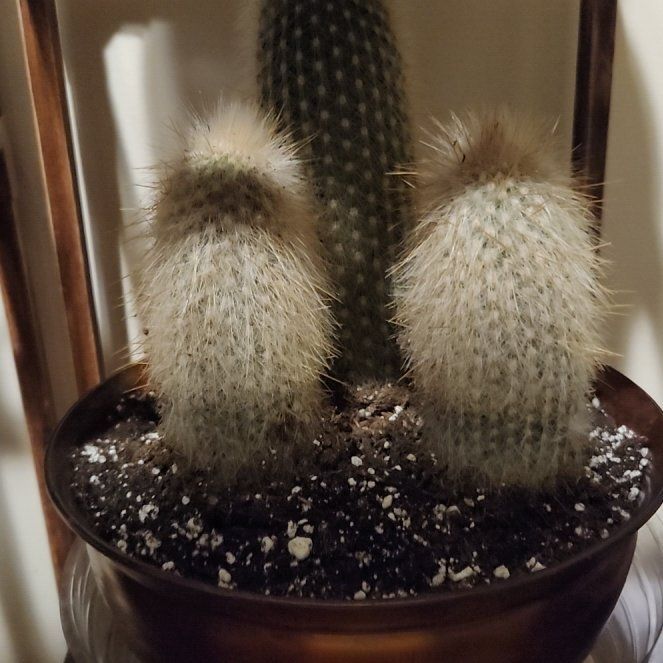 Photo of the plant species Silver Torch Cactus by @FreeFraserfir named Sigmund on Greg, the plant care app